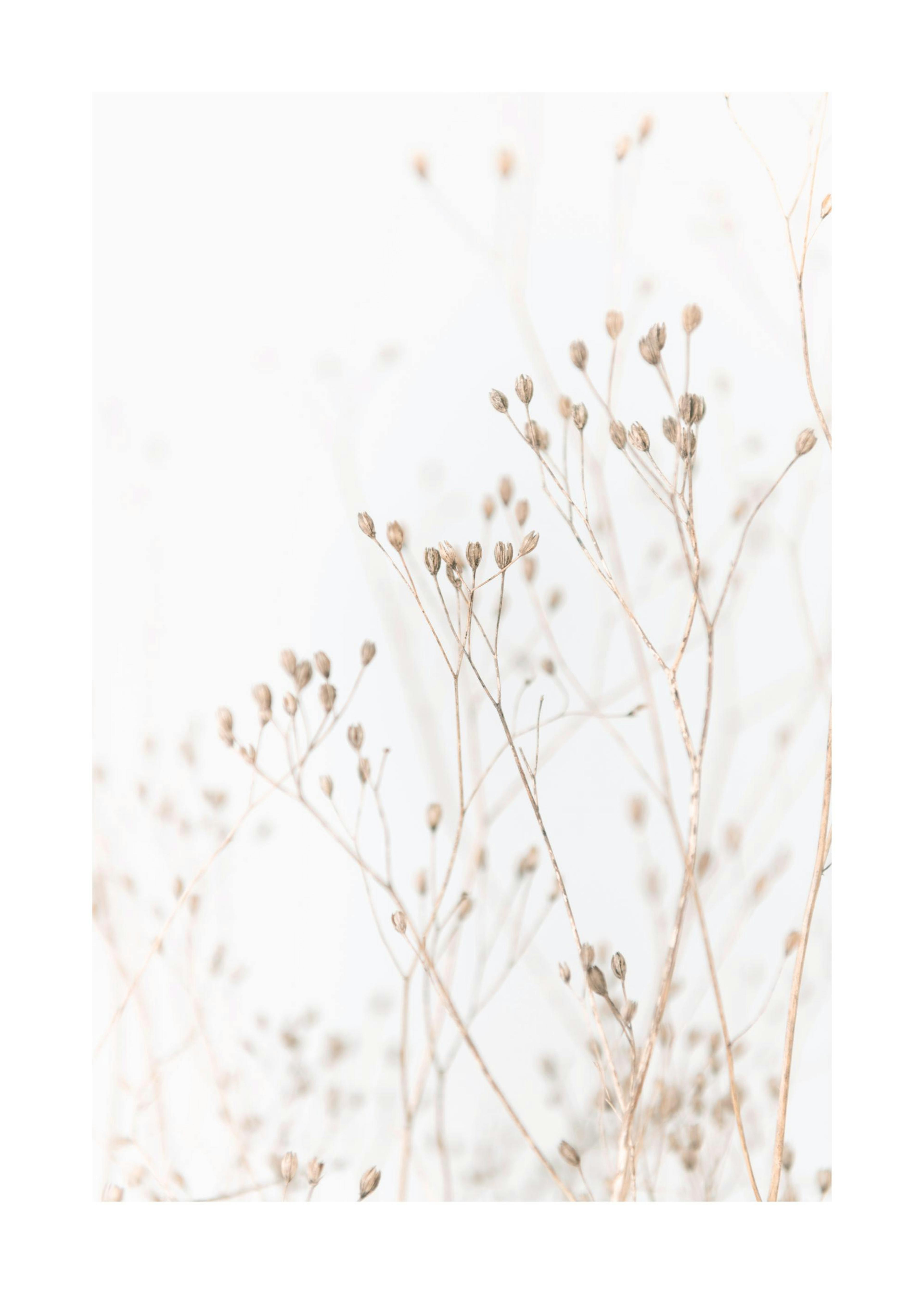 Grass In Soft Tones Plakát 0