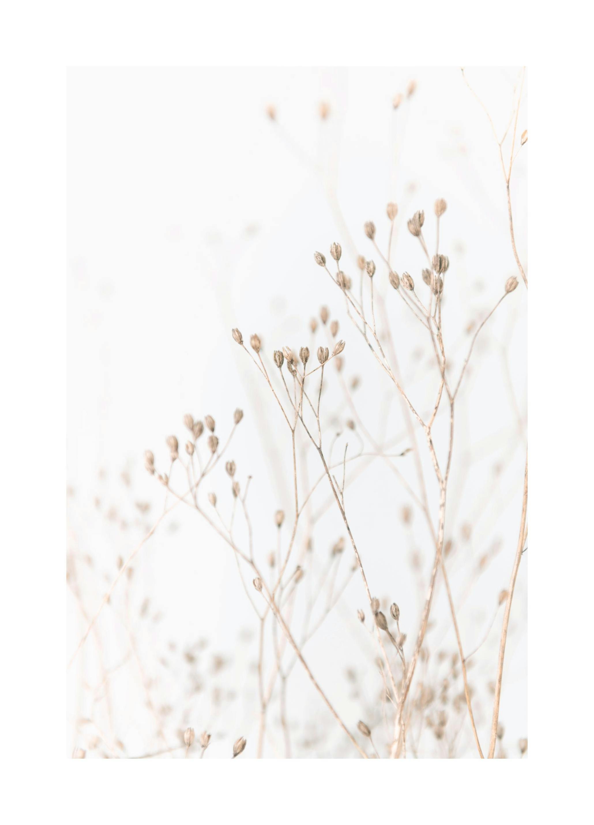 Grass In Soft Tones Poster (30x40 cm) -  Poster mit Blumenmotiven