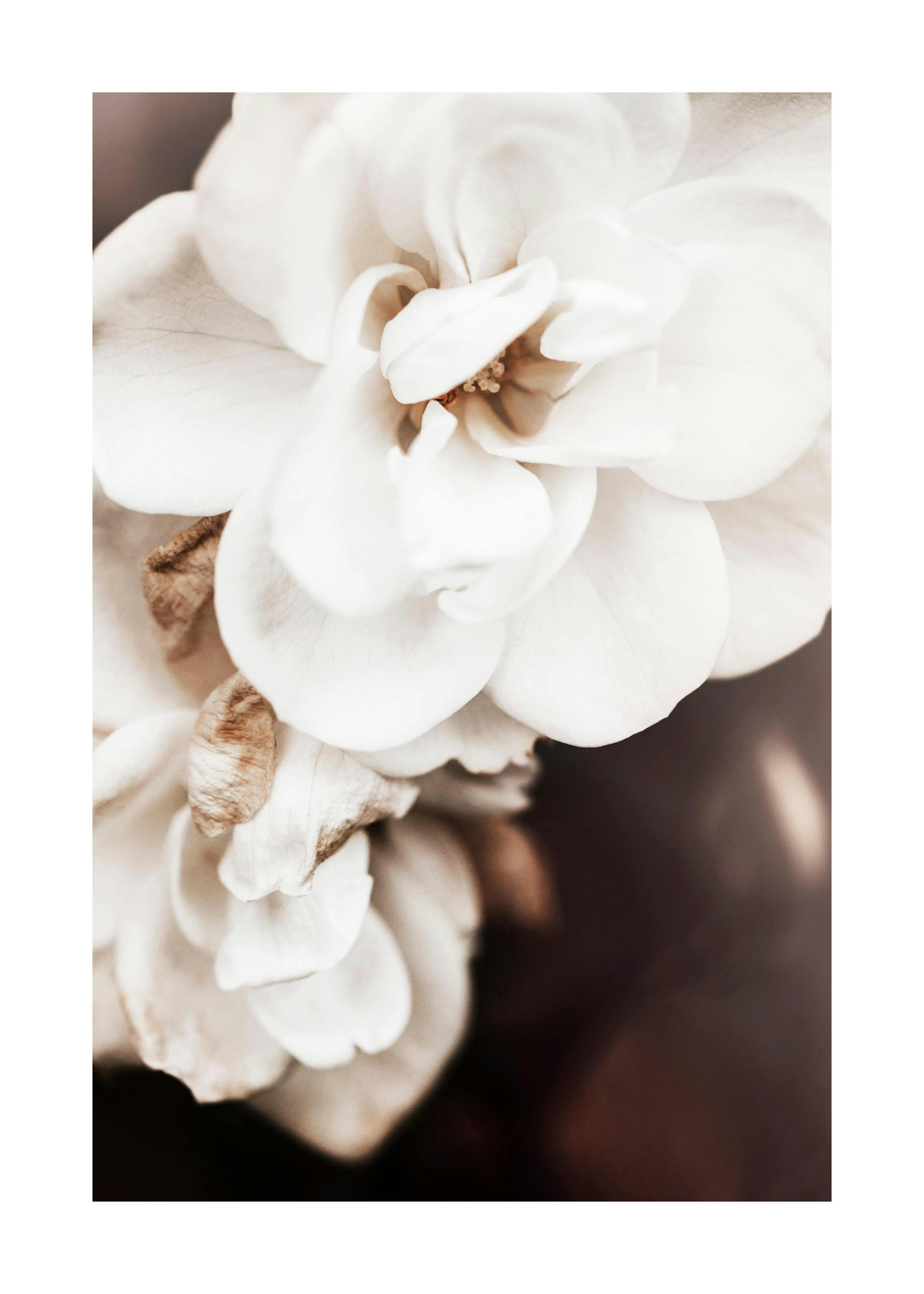 Floribunda Roses No1 Poster 0
