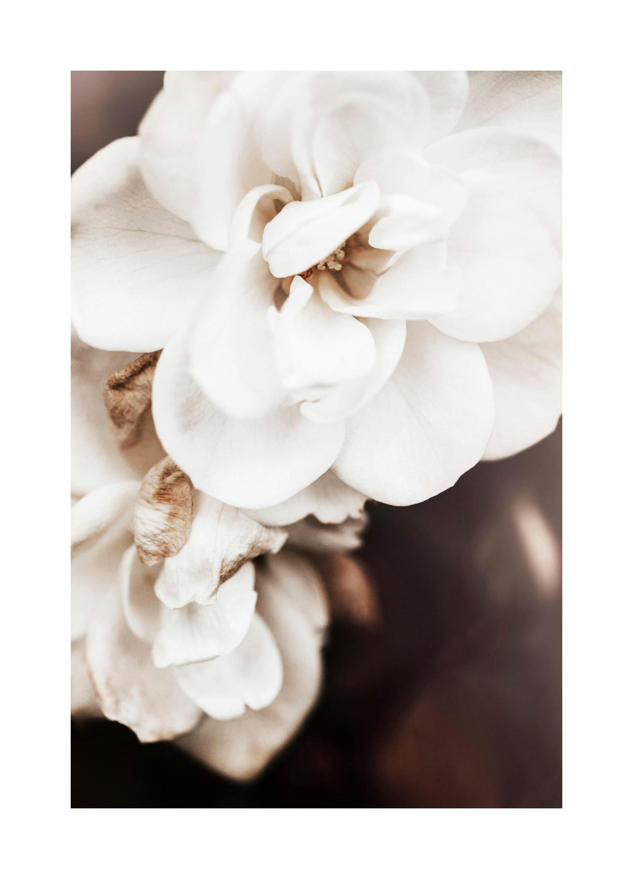 Floribunda Roses No1 Plakat (50x70 cm) - Plakater > Botaniske plakater