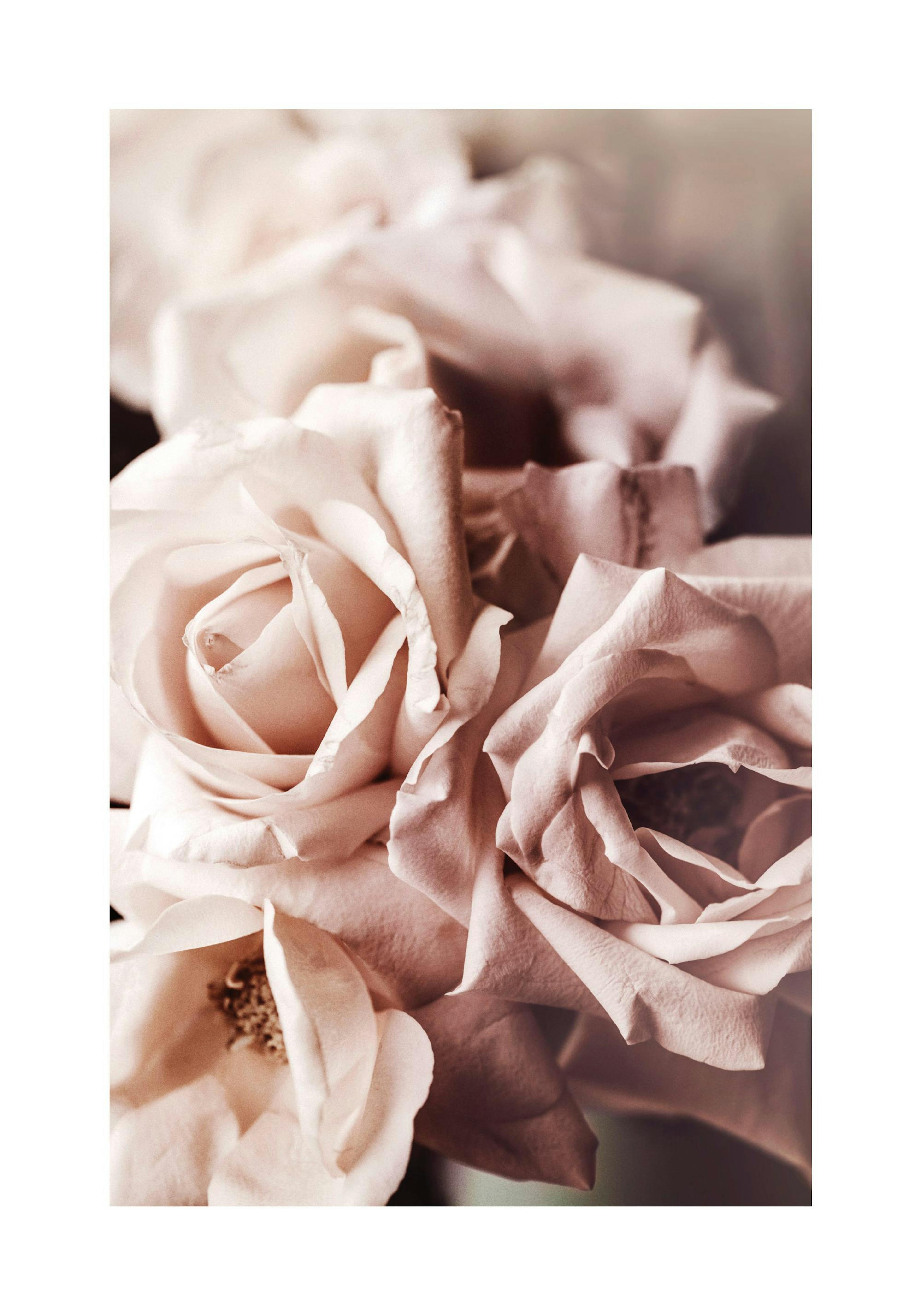 Dusty Pink Roses No1 Plakat