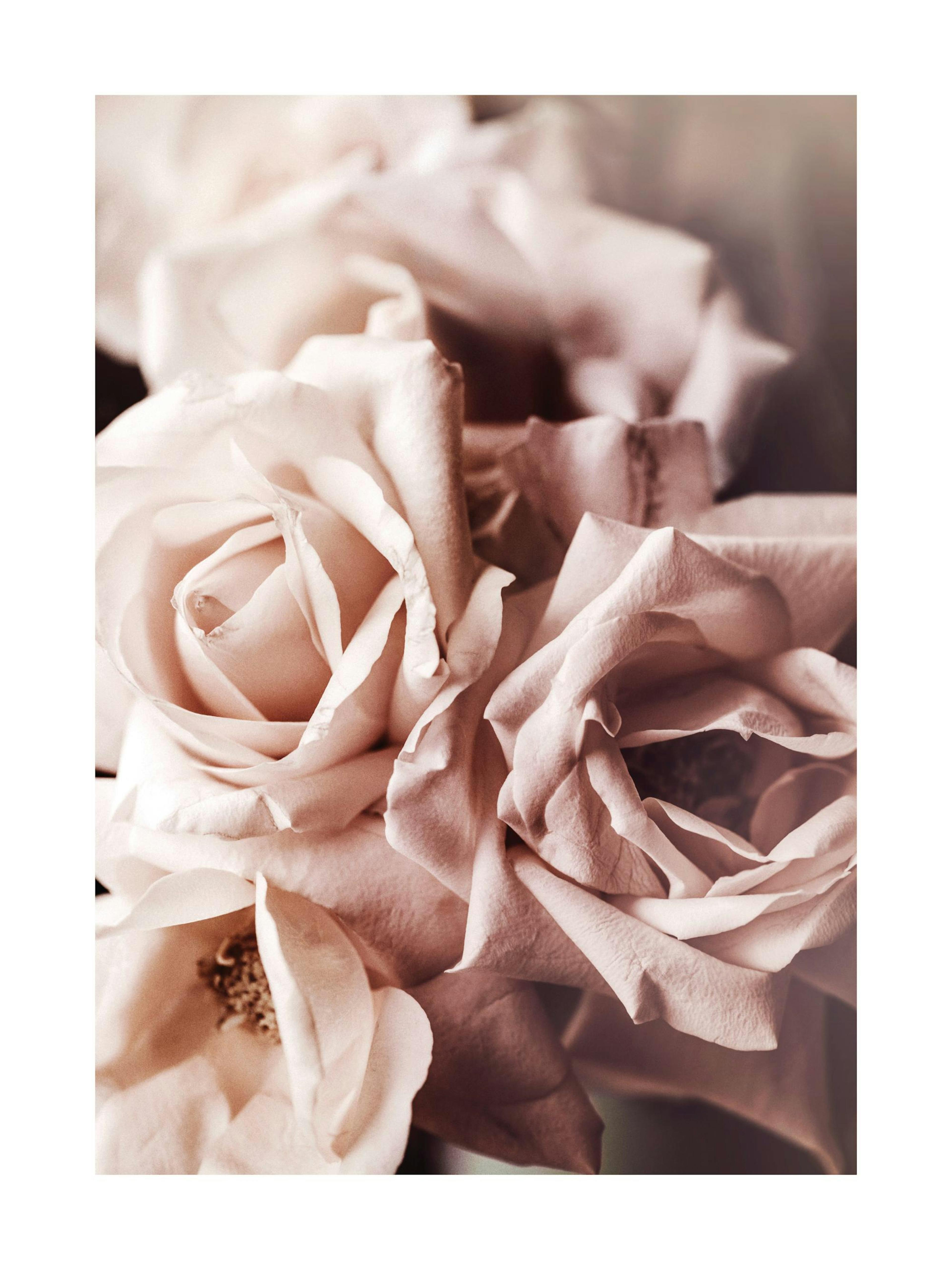 Dusty Pink Roses No1 Poster 0