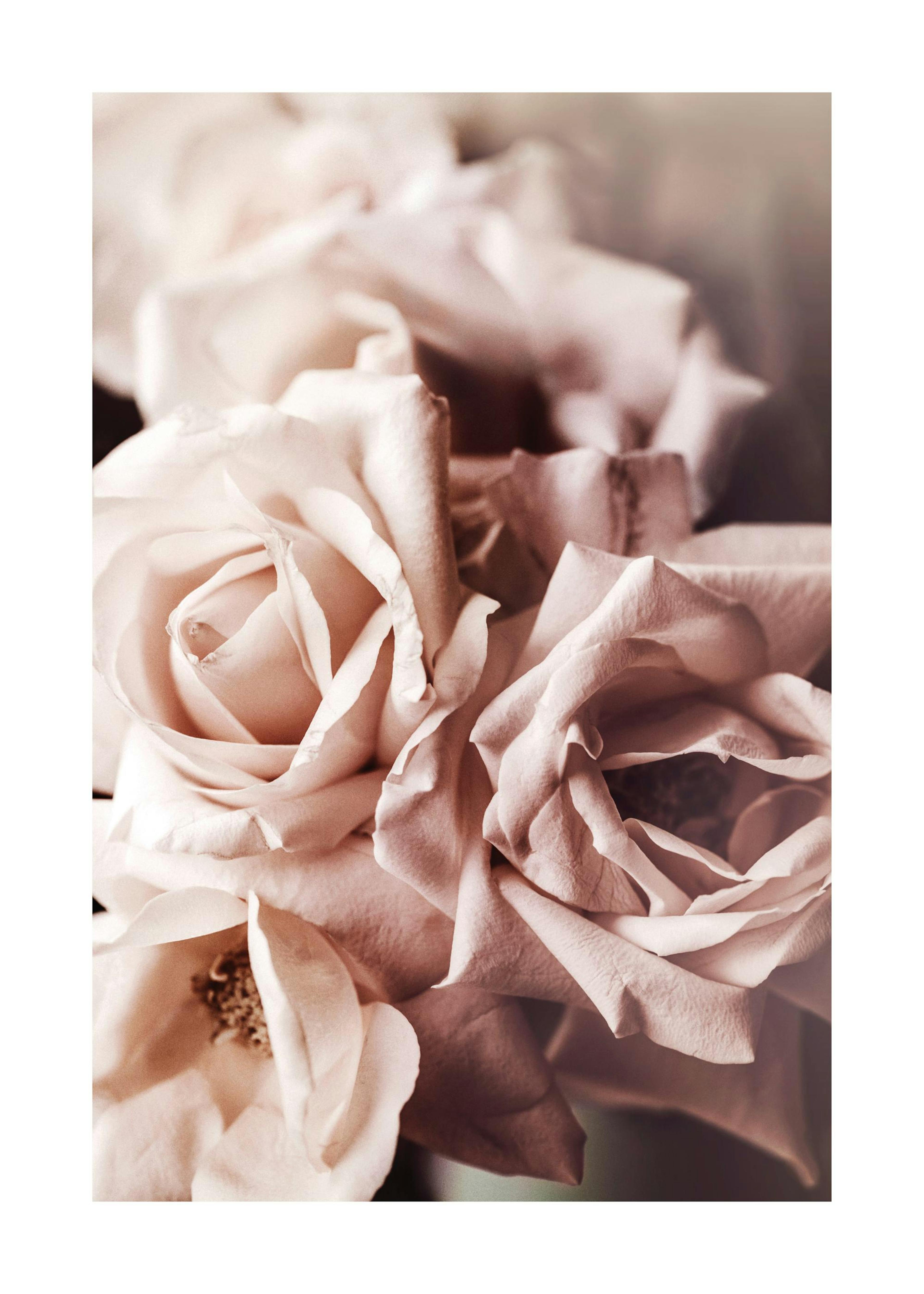 Dusty Pink Roses No1 Print 0