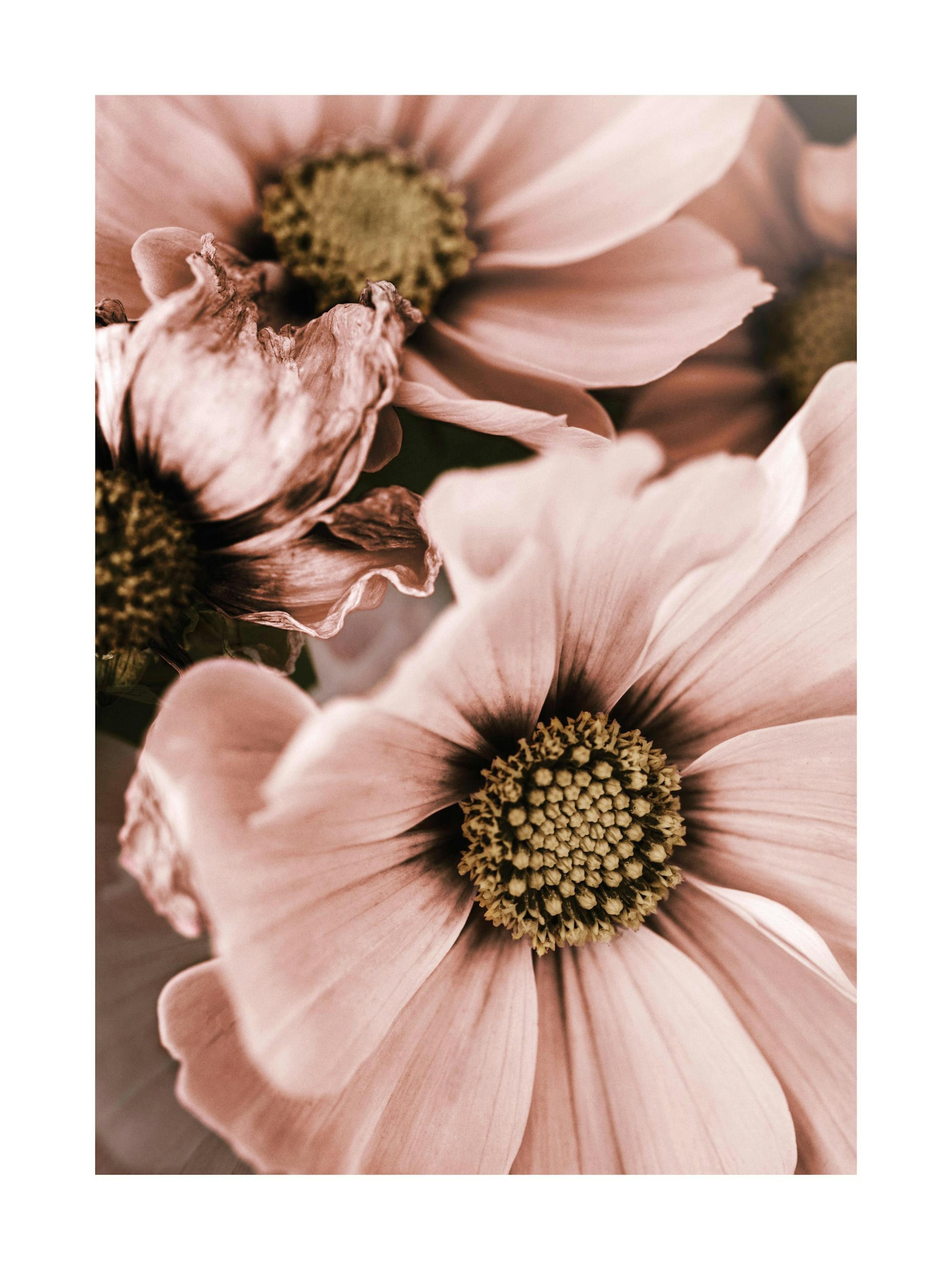 Lovely Pink Flowers Print