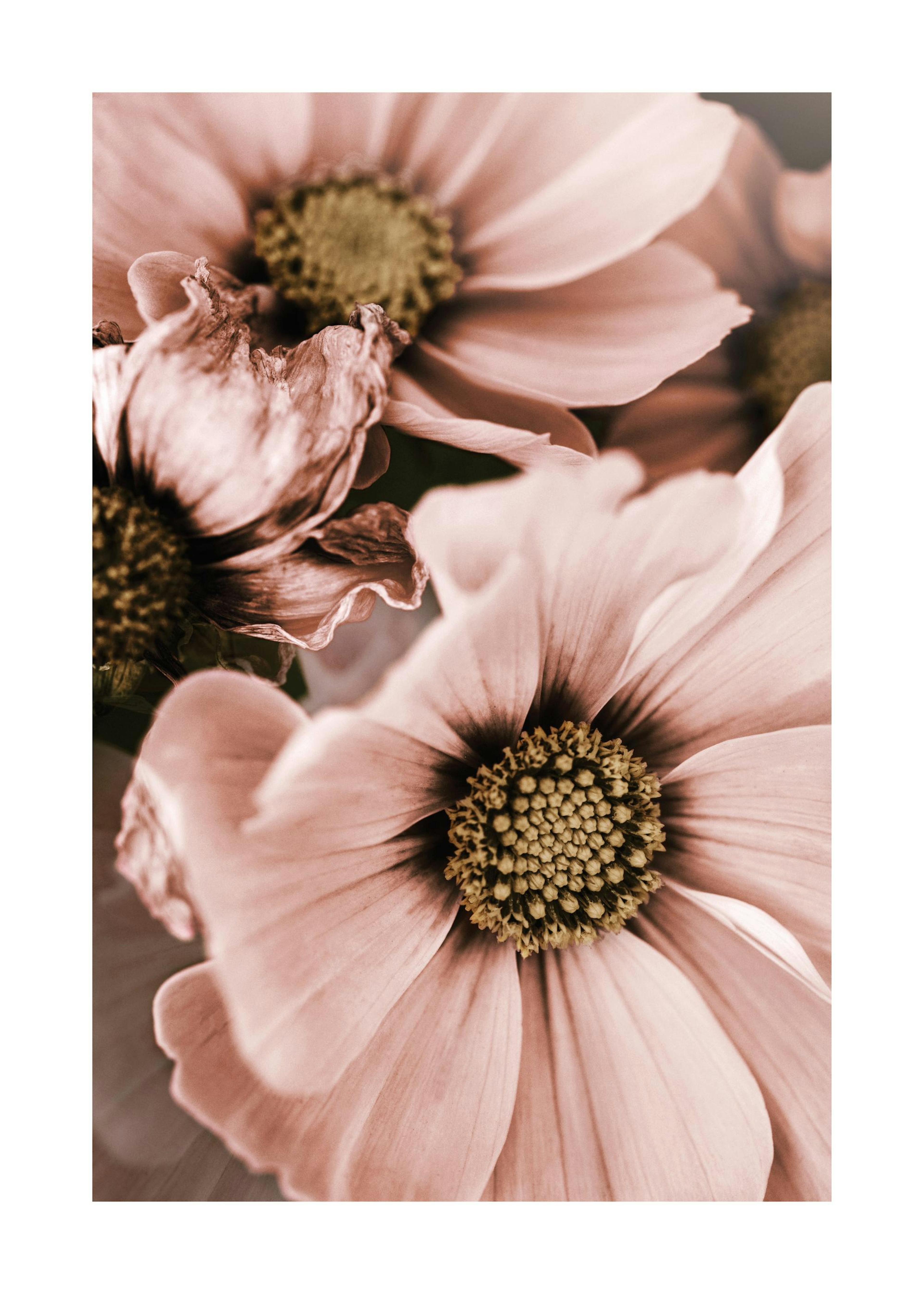 Lovely Pink Flowers Plakat 0