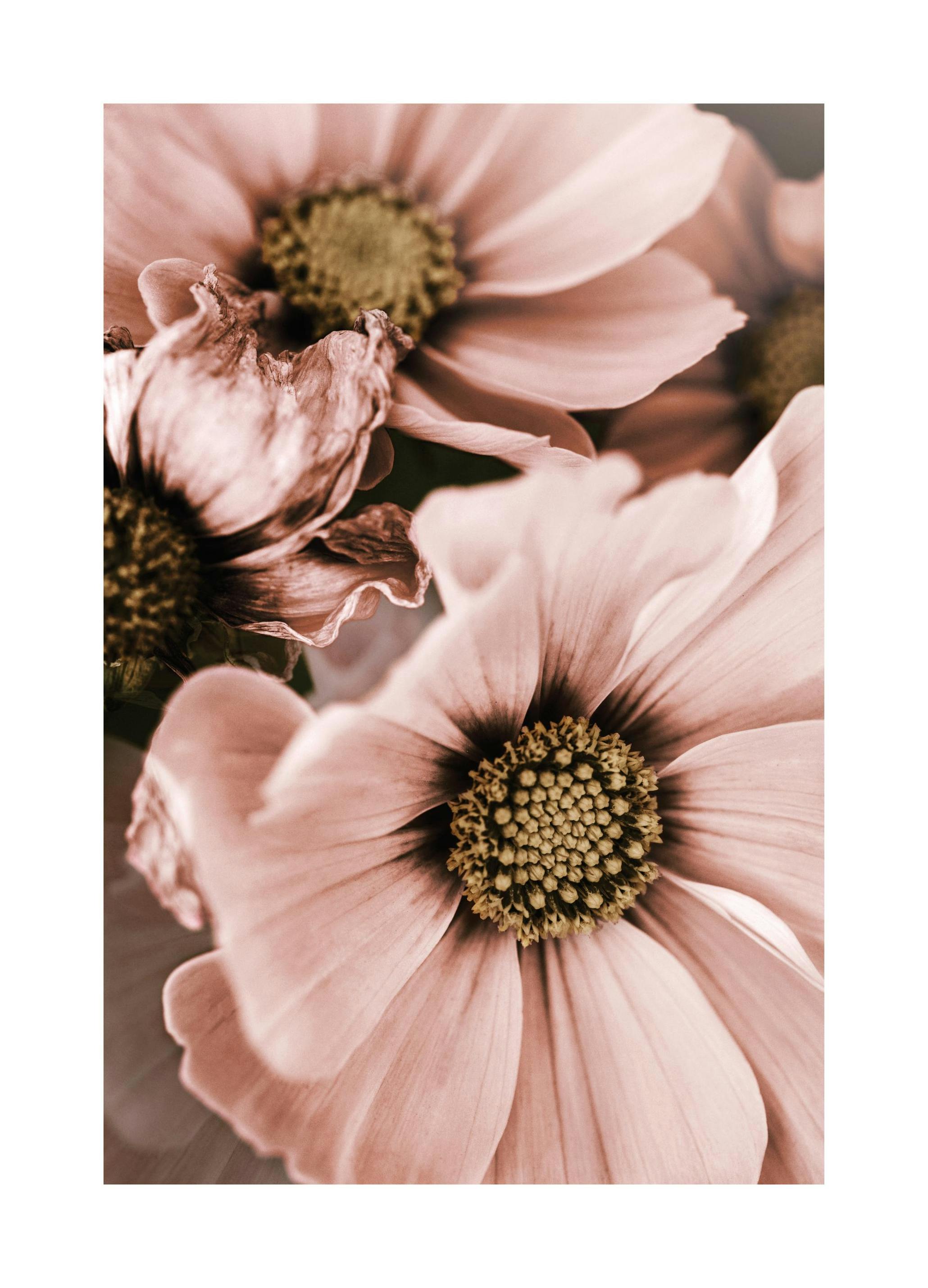 Lovely Pink Flowers Plakat (50x70 cm) - Plakater > Botaniske plakater