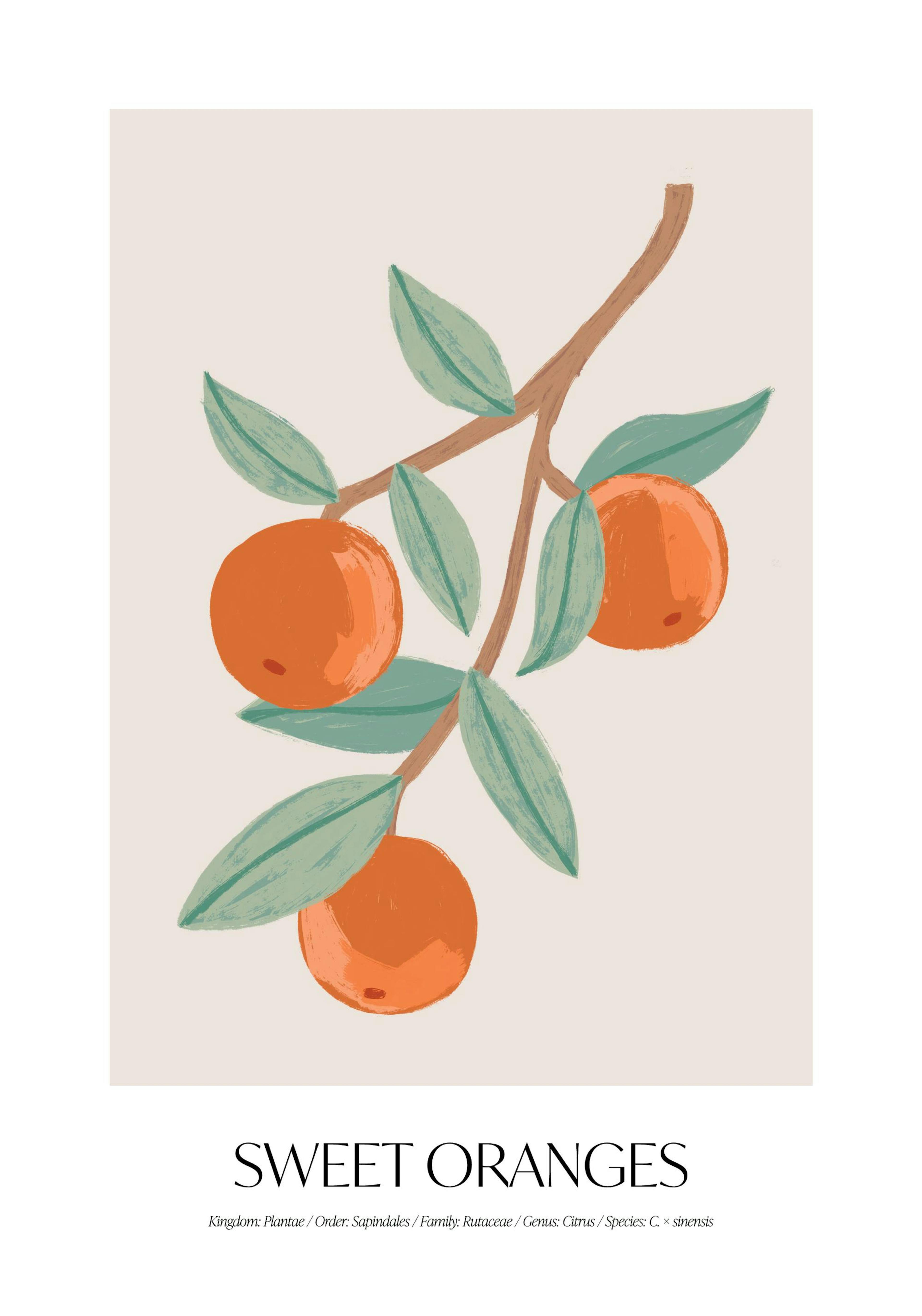 Sweet Oranges Plakat