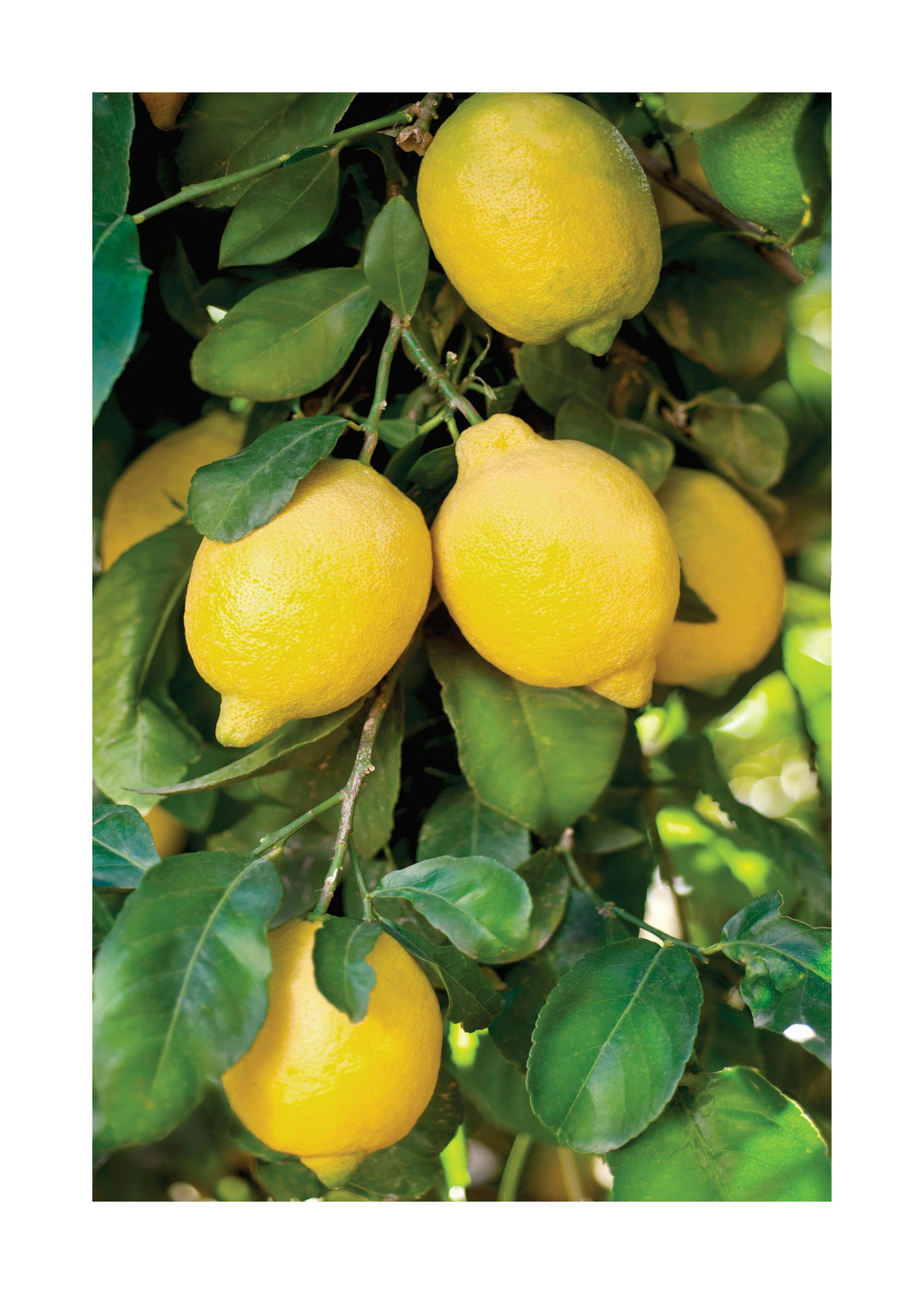 Fresh Lemons Poster 0