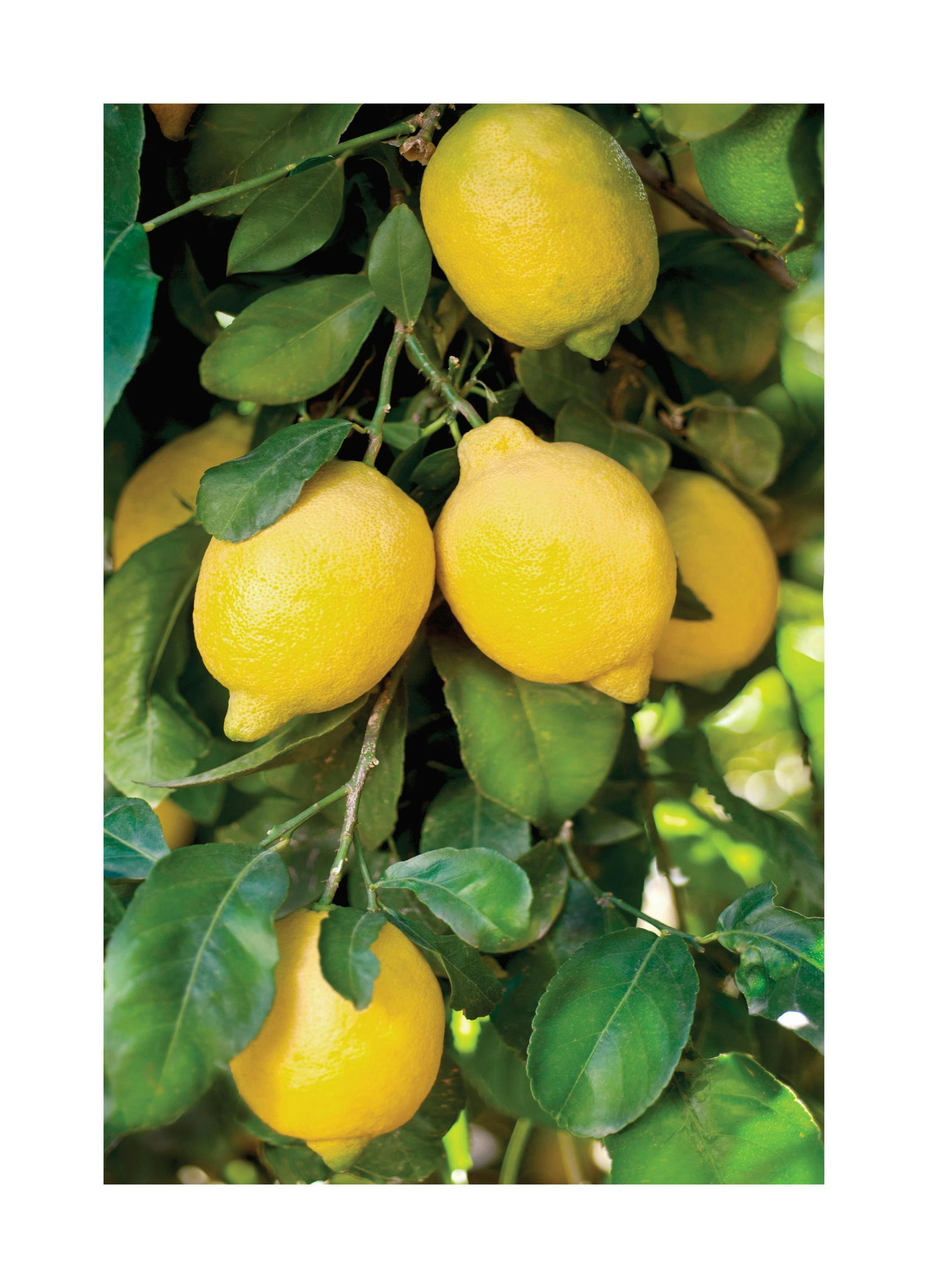 Prints - Fresh Lemons Print (21x30 cm) - Photography prints