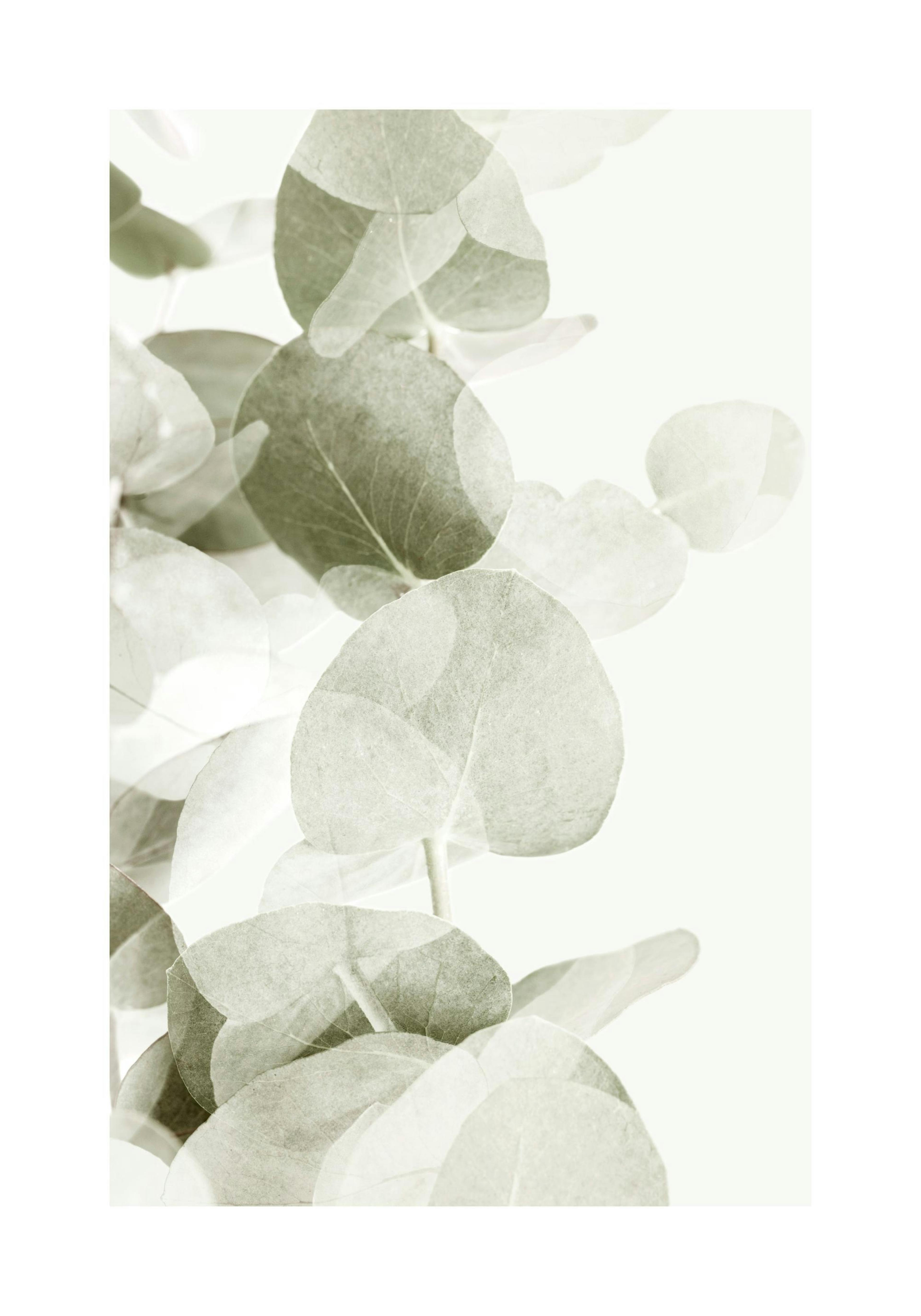 Abstract Eucalyptus No1 Poster
