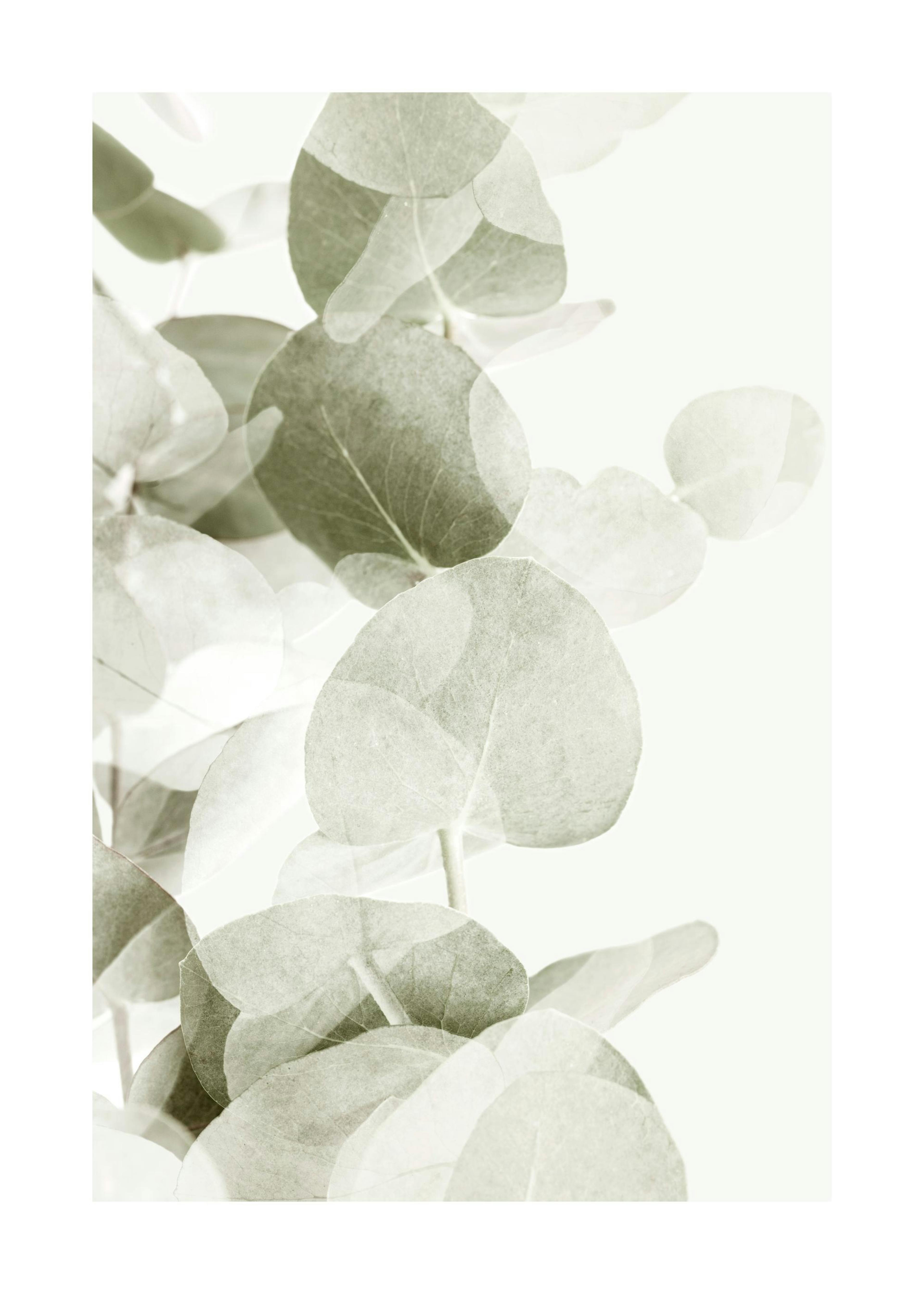 Abstract Eucalyptus No1 Poster 0