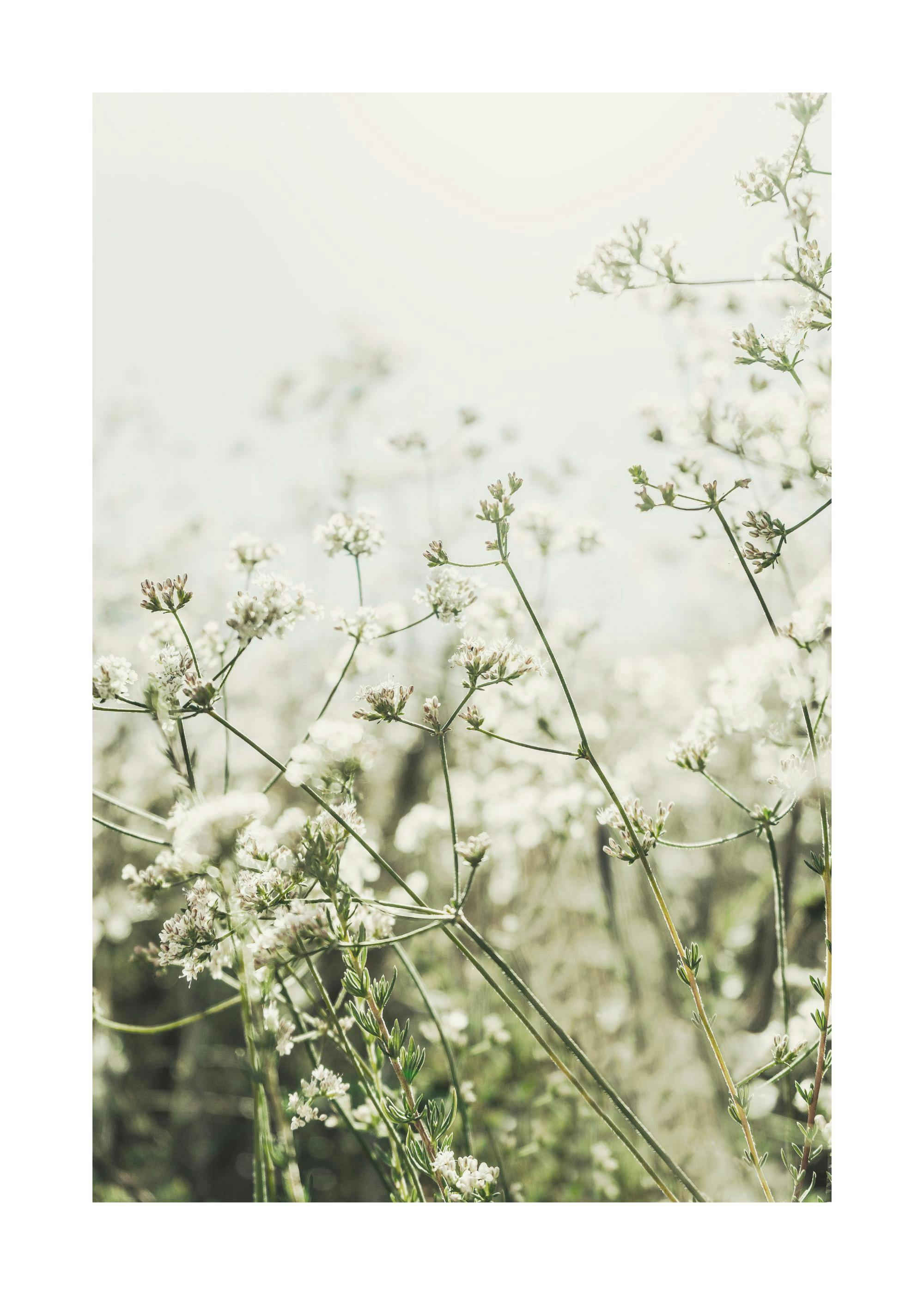 Wild White Flowers Plakat 0