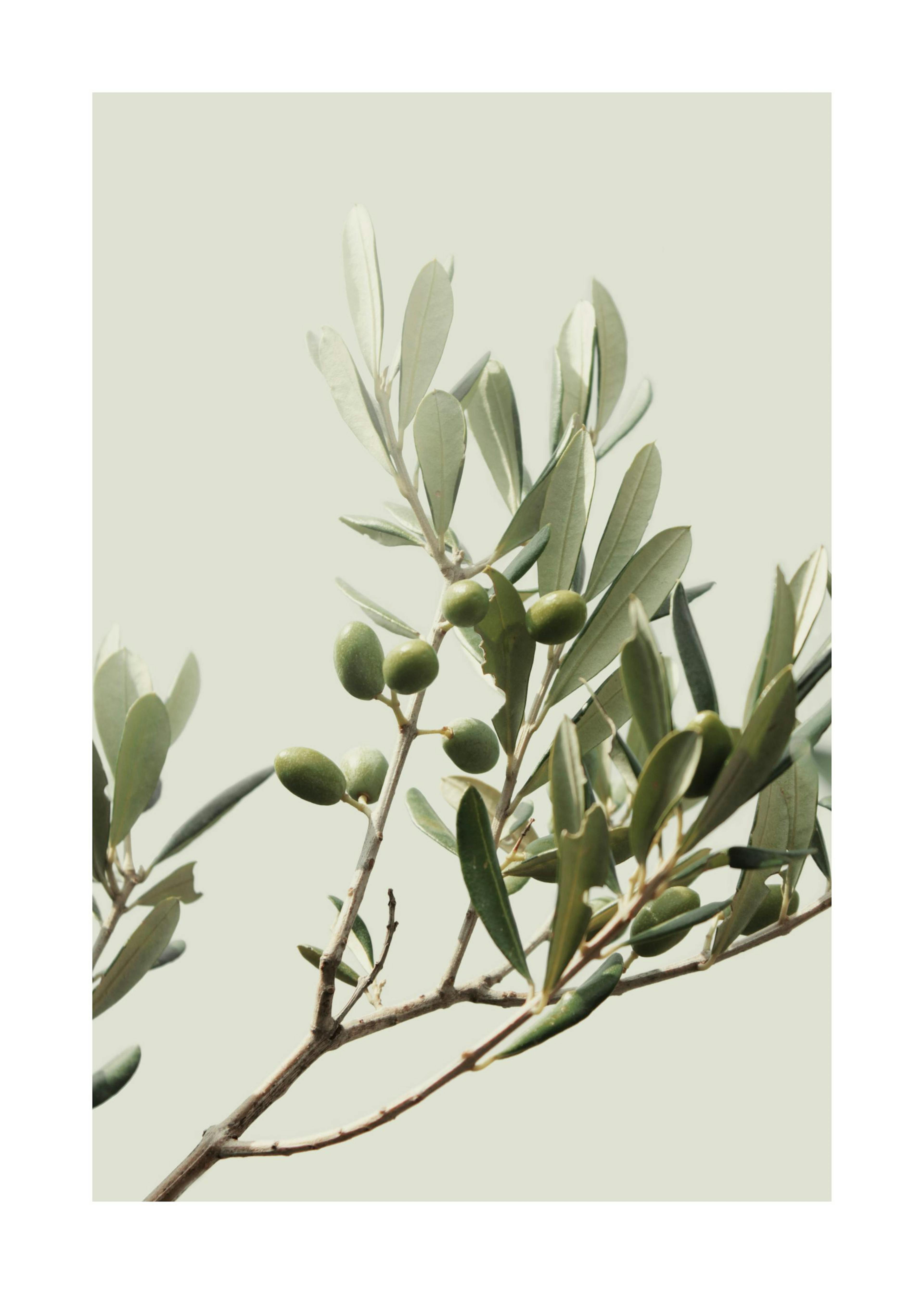 Sunny Olive Branch Affiche 0