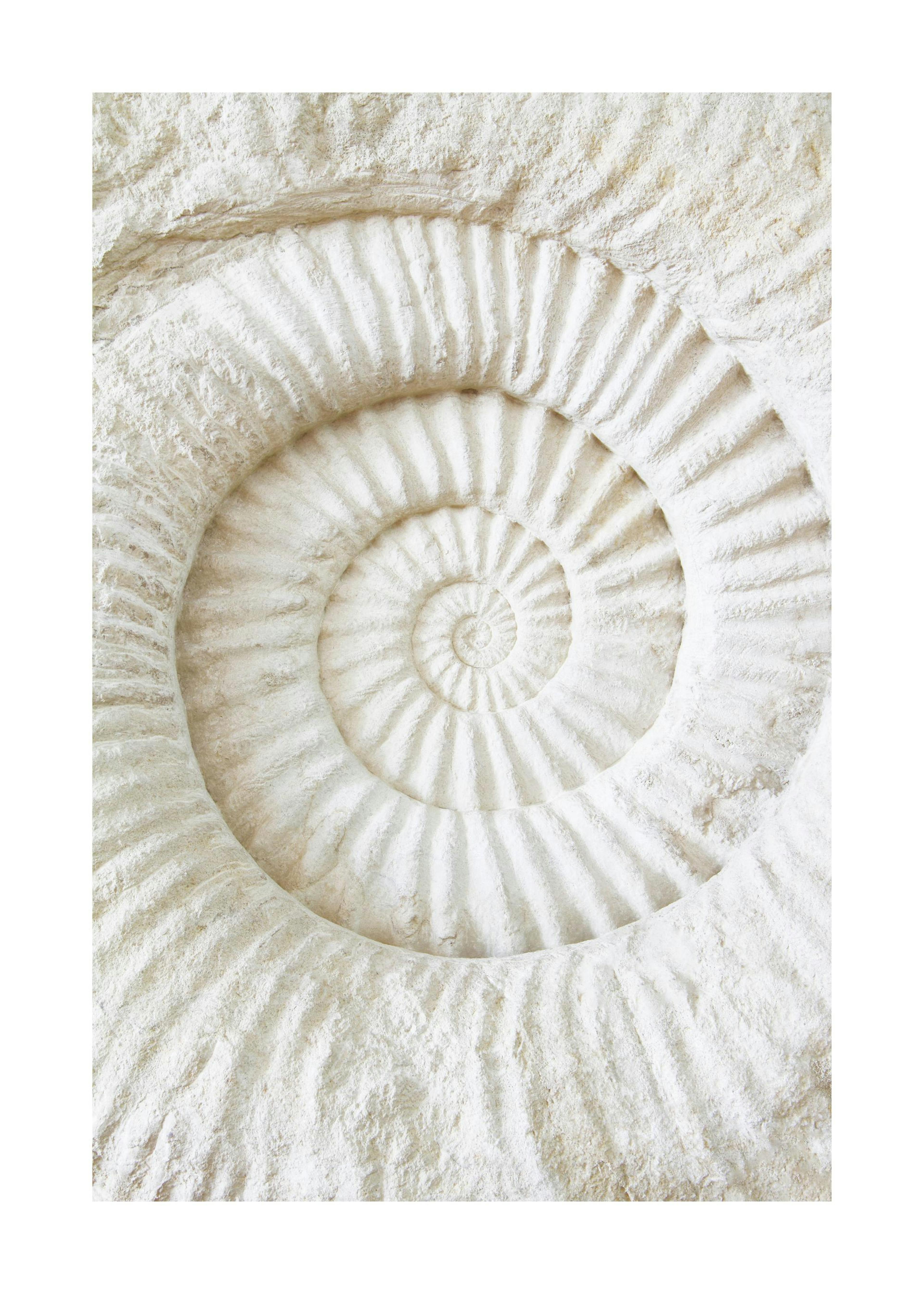 Ammonite Fossil Poster 0
