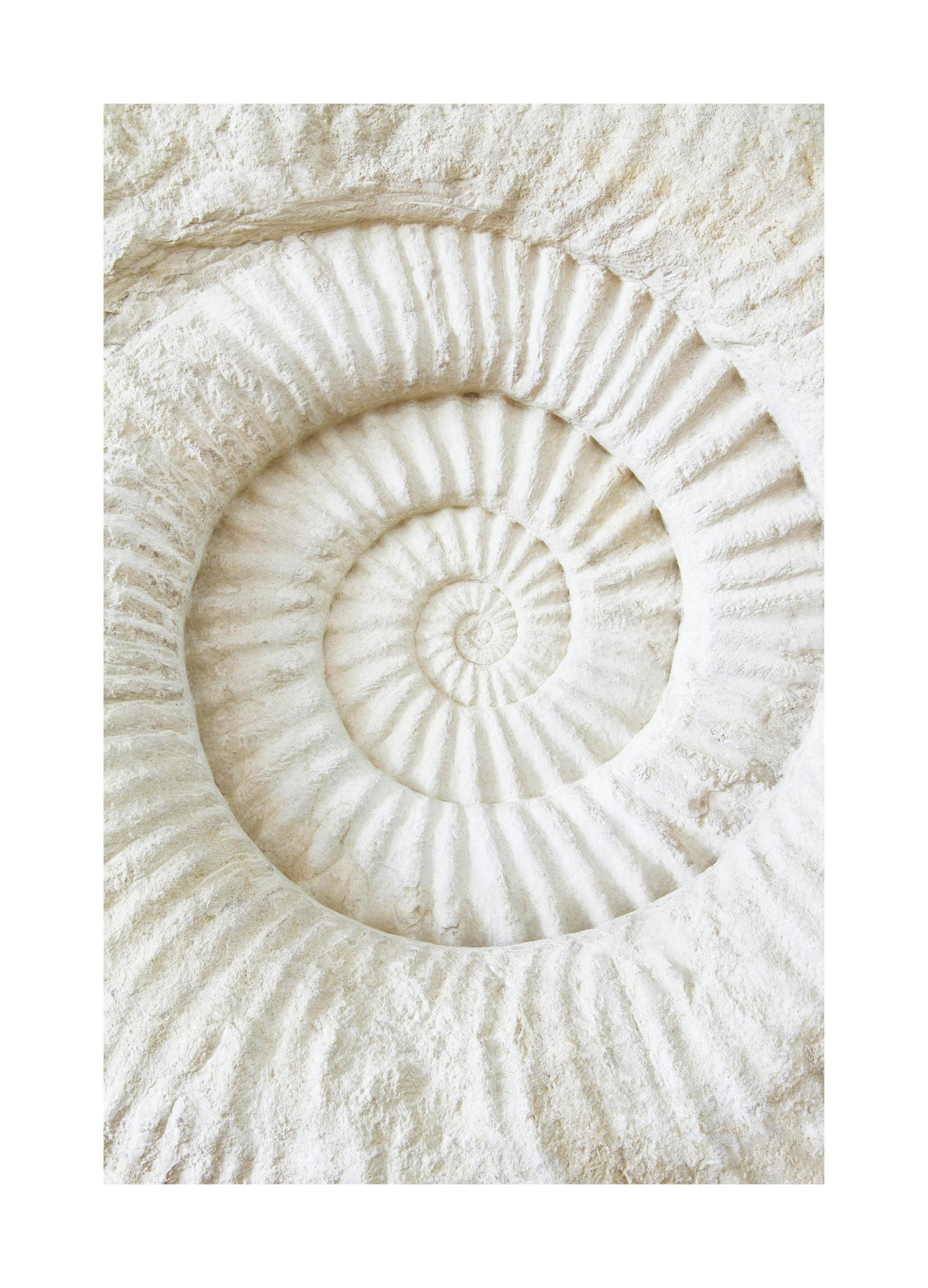 Ammonite Fossil Poster (30x40 cm)-Poster