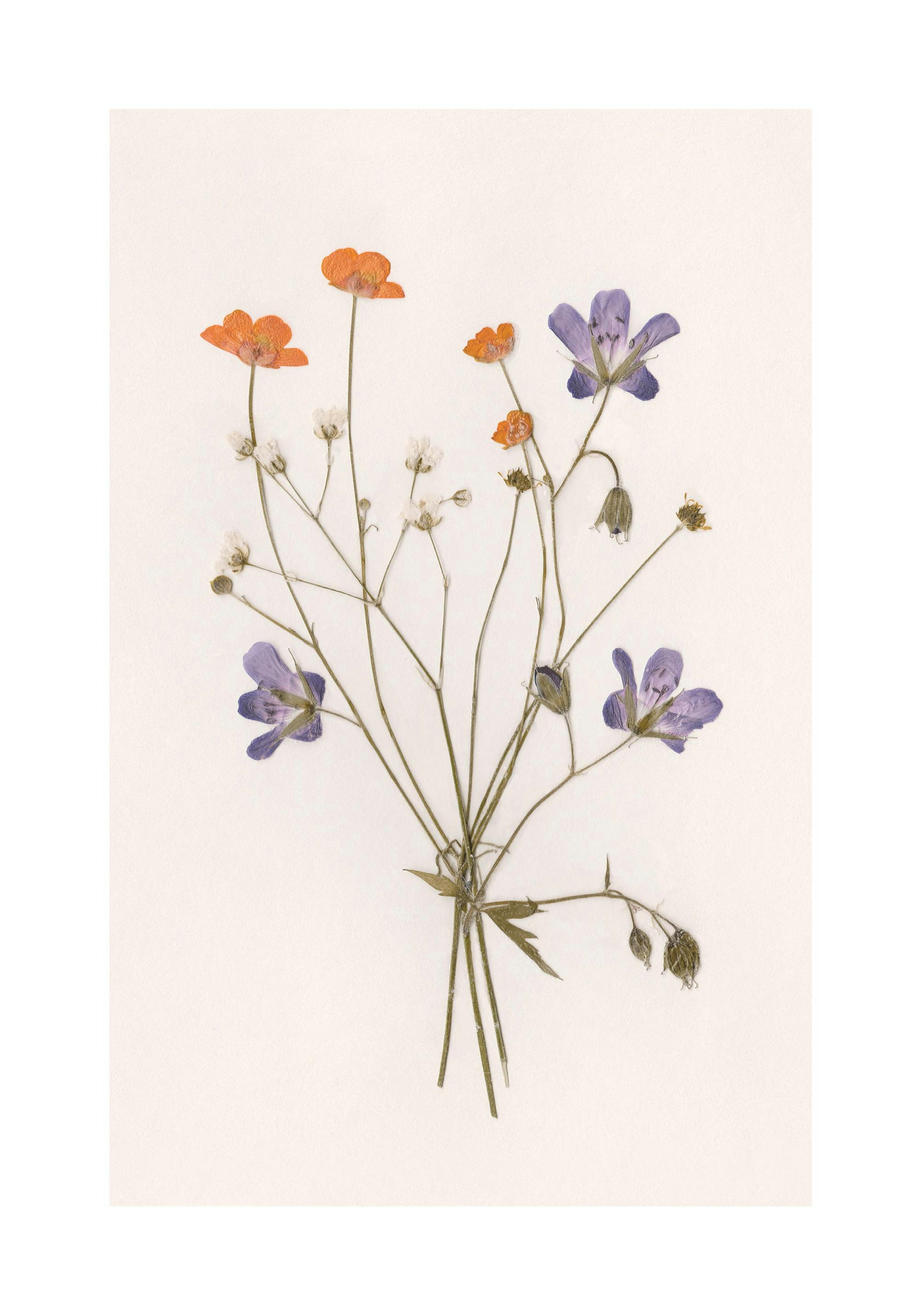 Pressed Flowers No1 Print