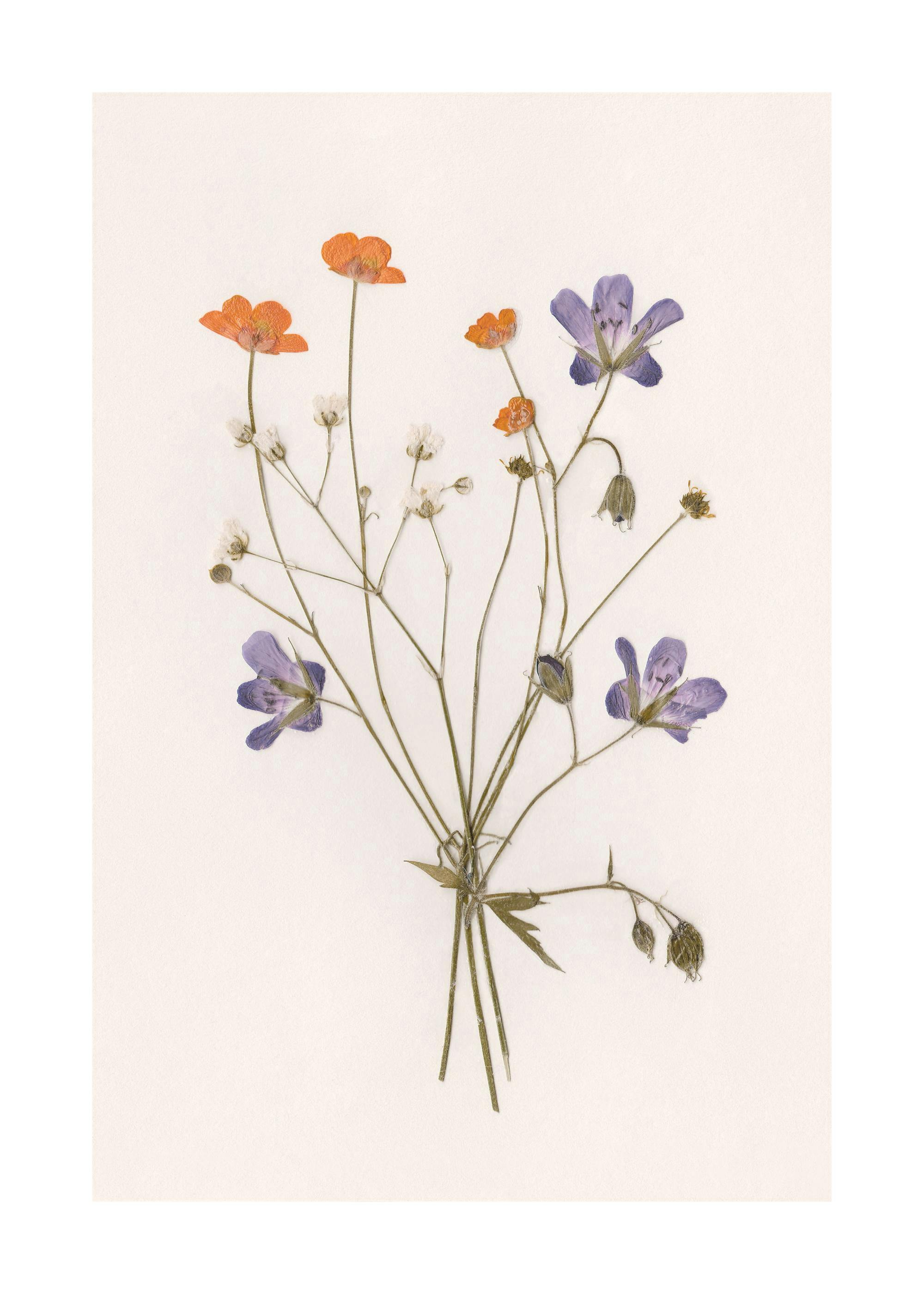 Pressed Flowers No1 Poster 0