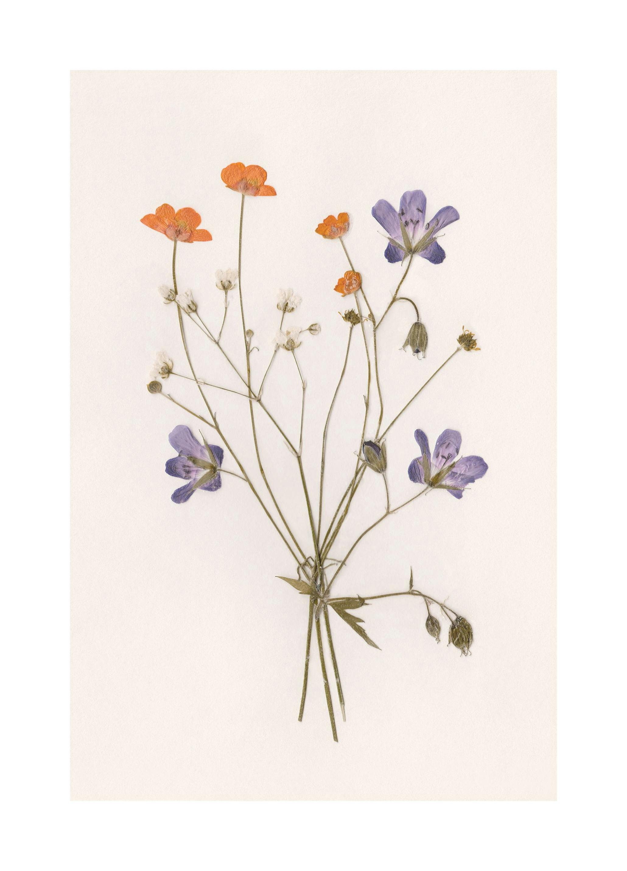Prints - Pressed Flowers No1 Print (21x30 cm) - Floral prints