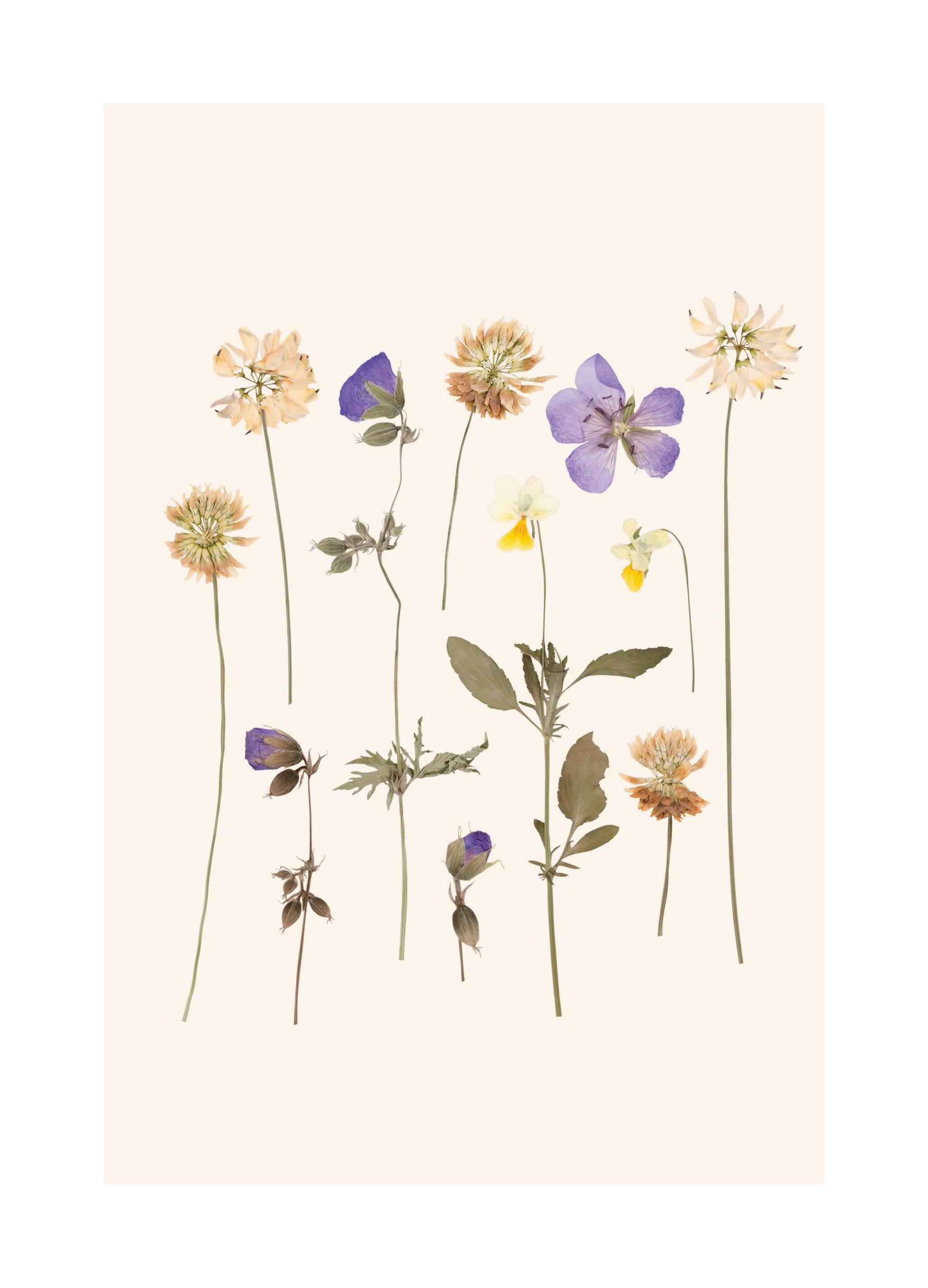 Prints - Pressed Flowers No2 Print (50x70 cm) - Floral prints