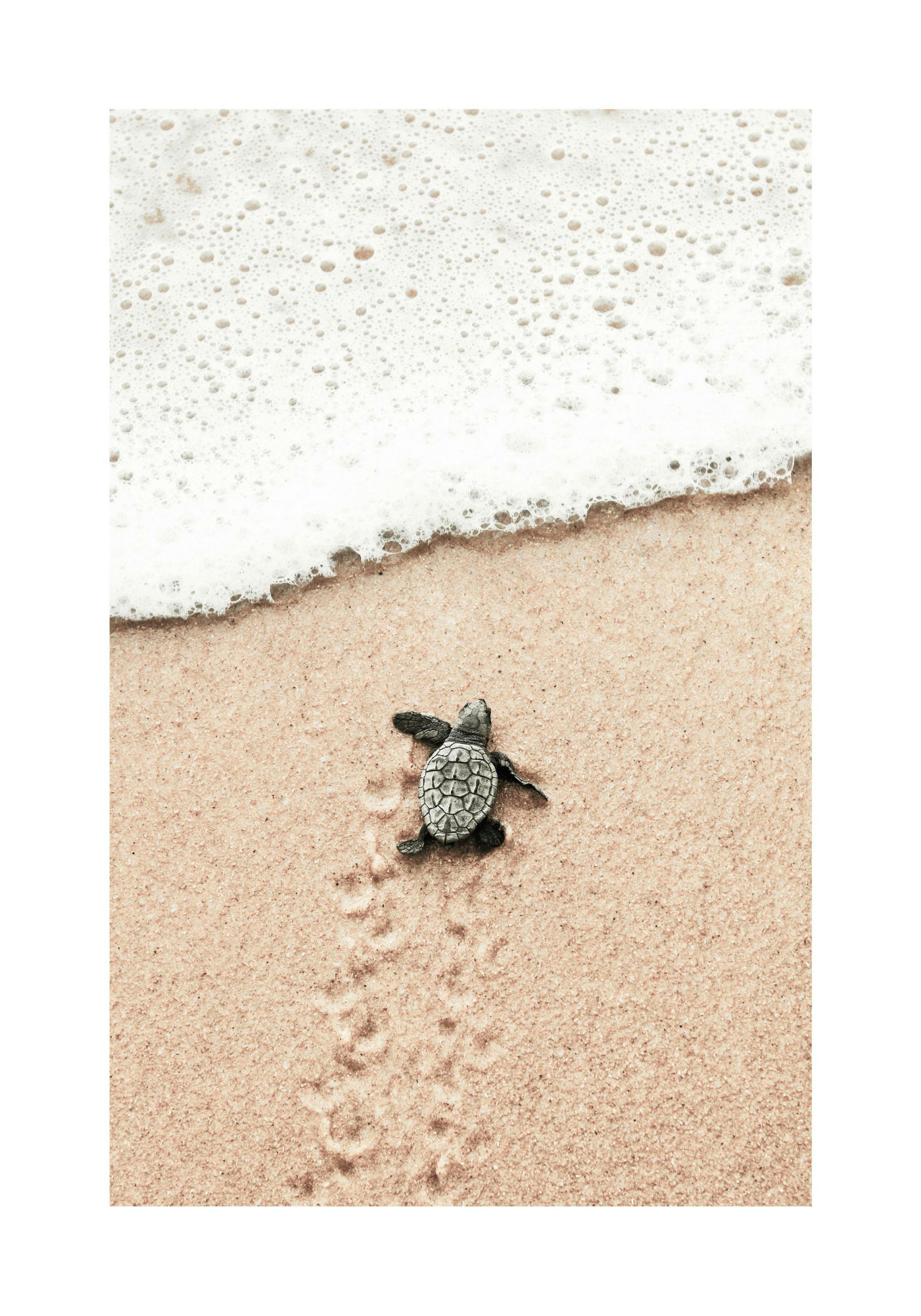 Baby Turtle Poster