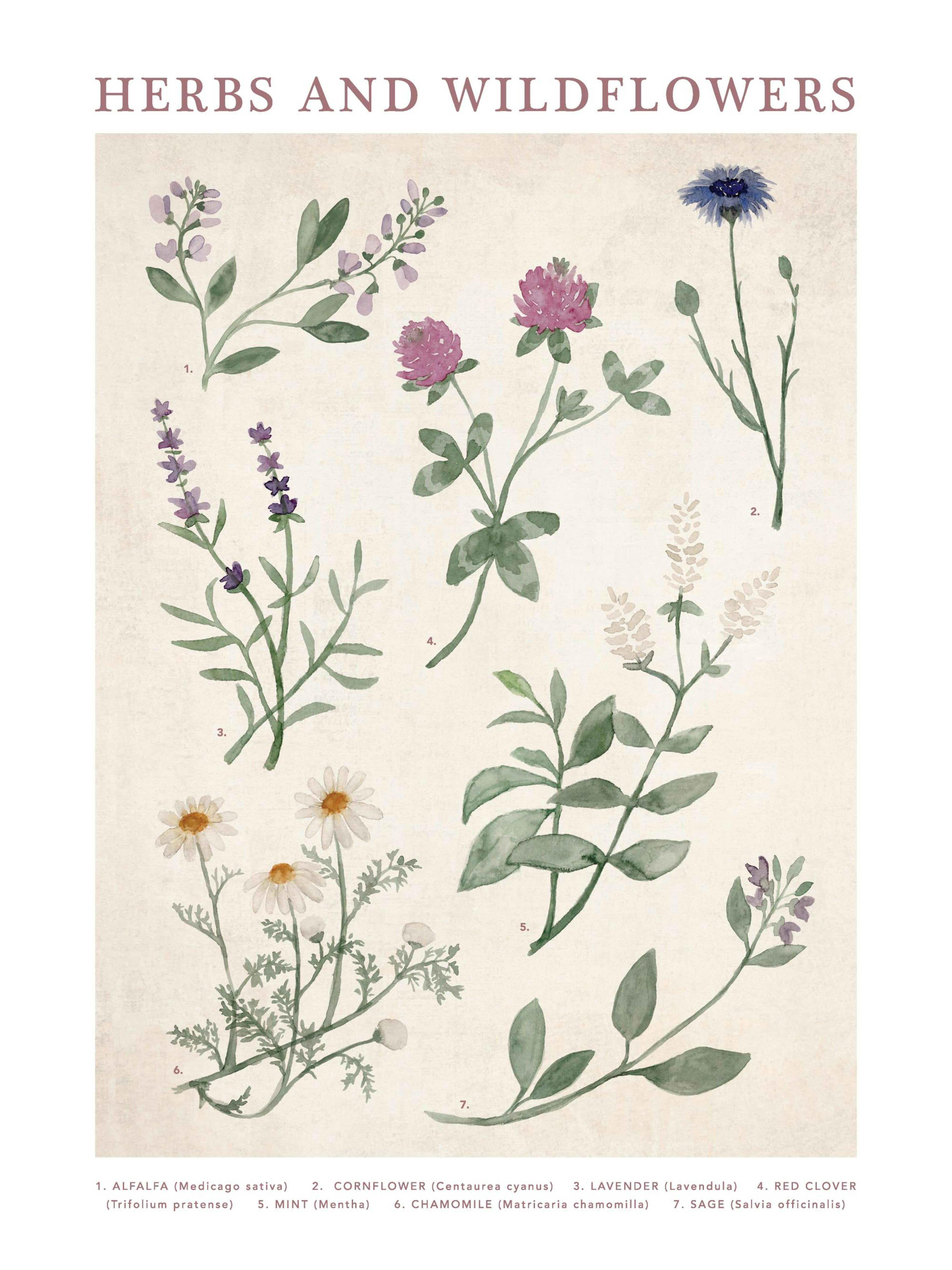 Herbs and Wildflowers 포스터