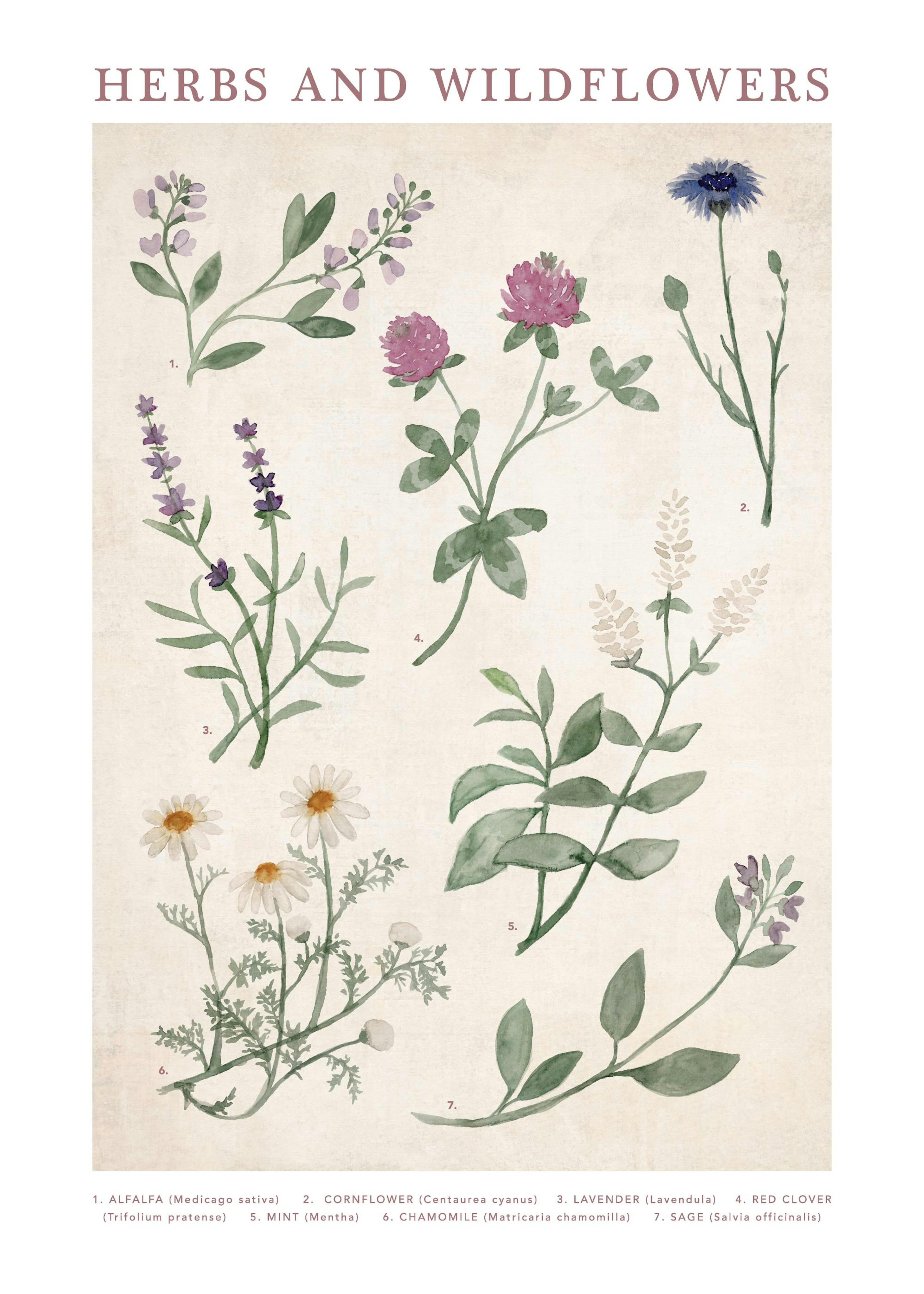 Herbs and Wildflowers Print 0