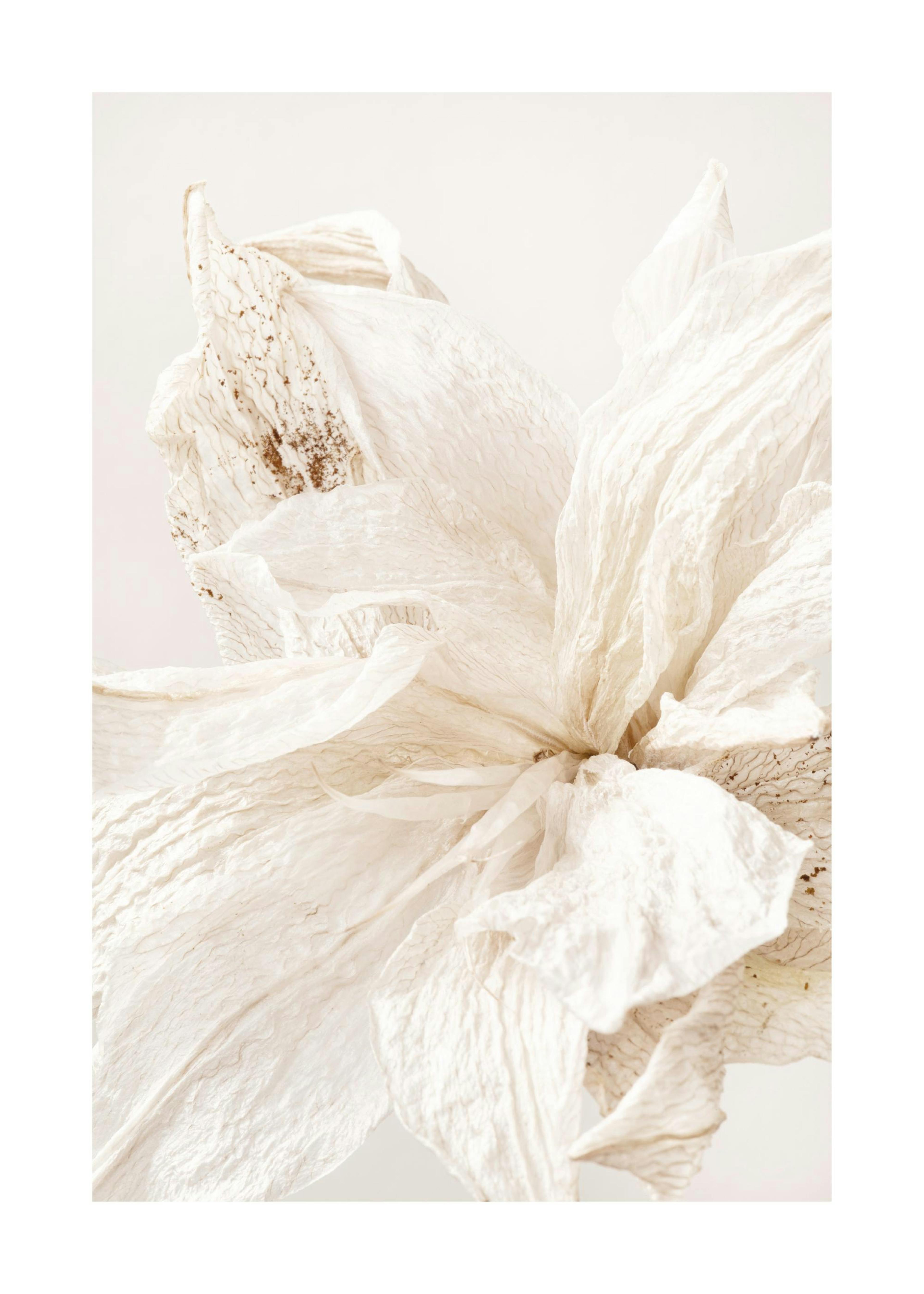 Translucent Flower Poster 0