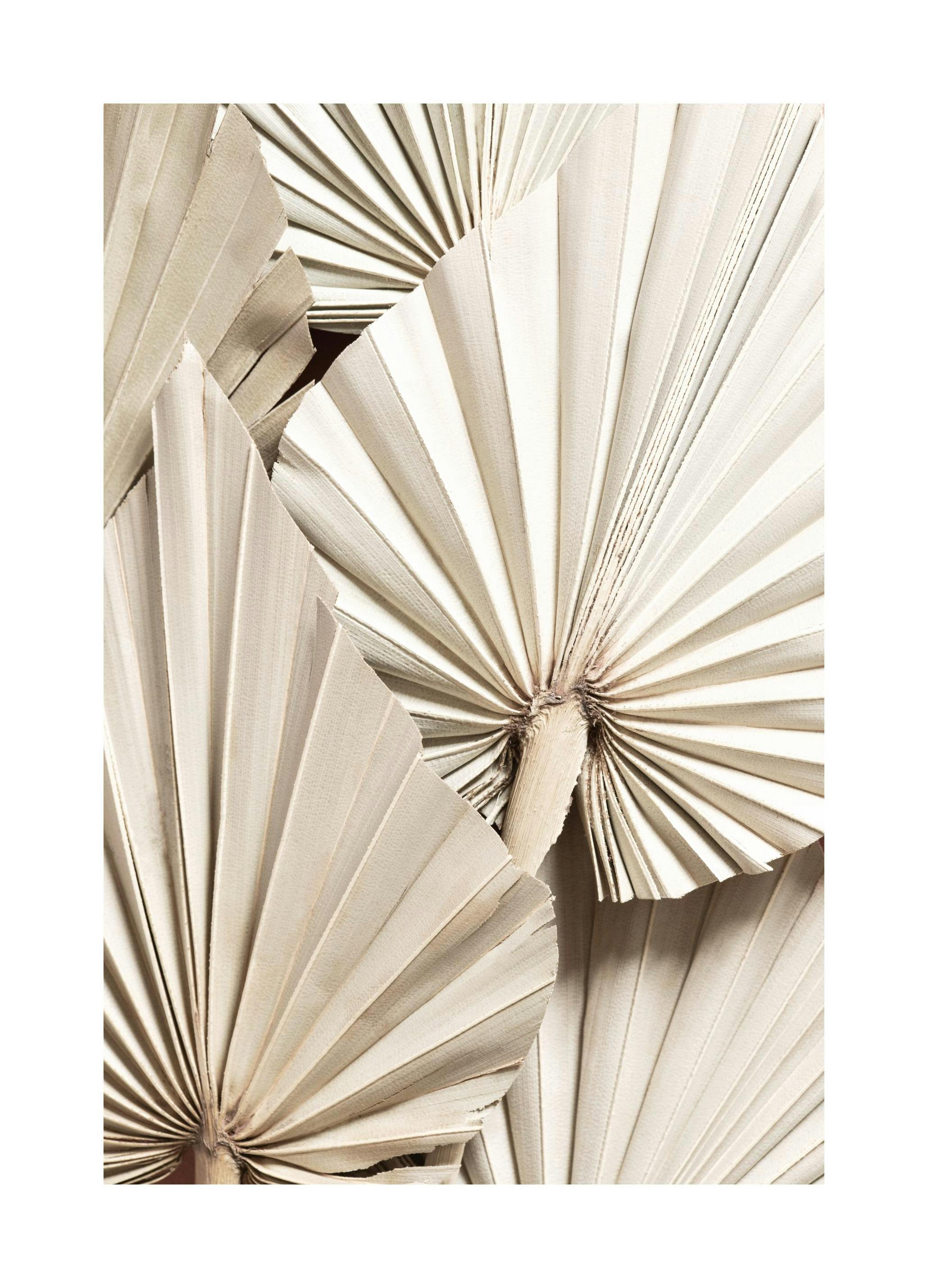 Pleated Palm Plagát (50x70 cm)