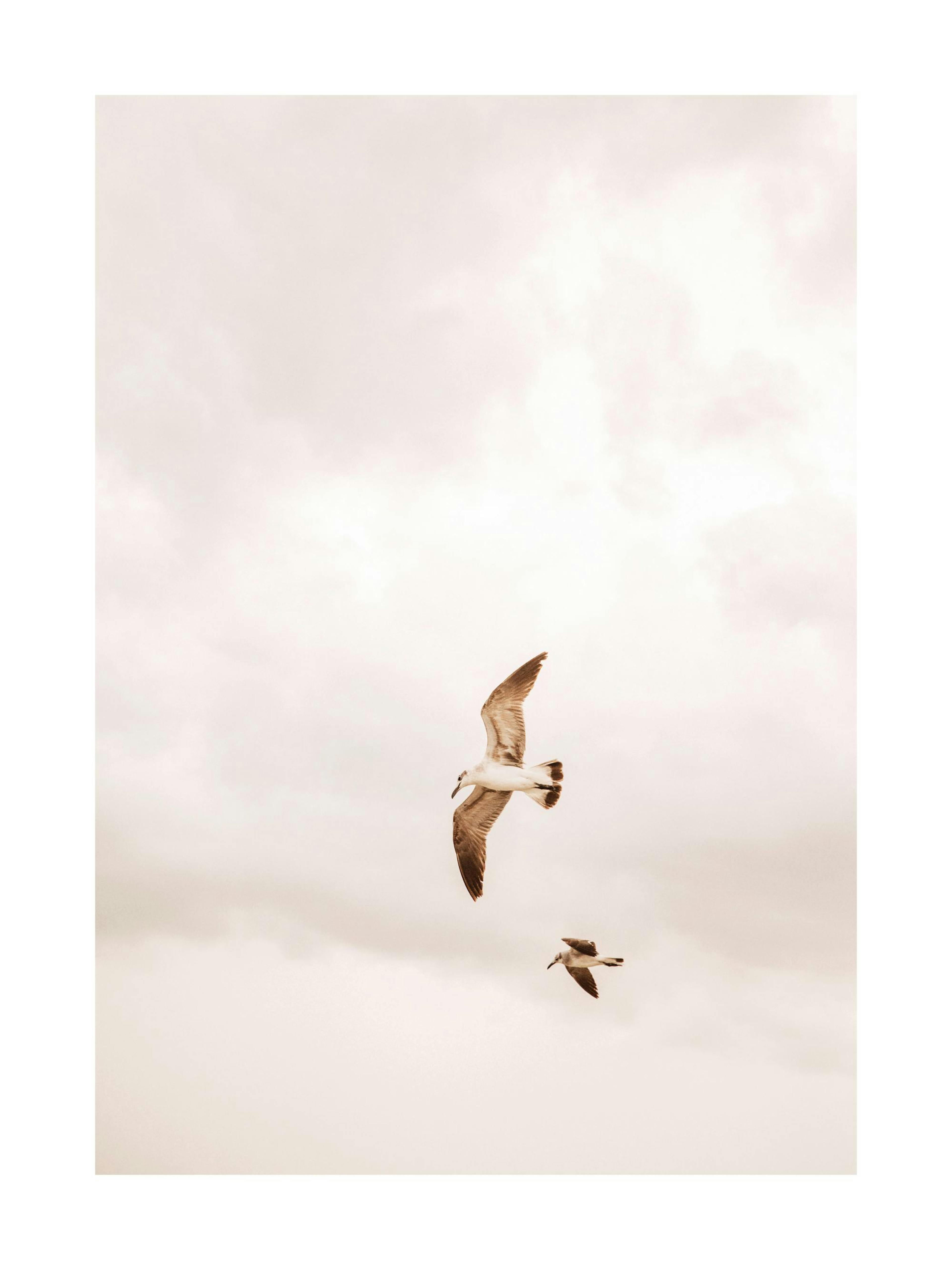 Flying Birds Plakat