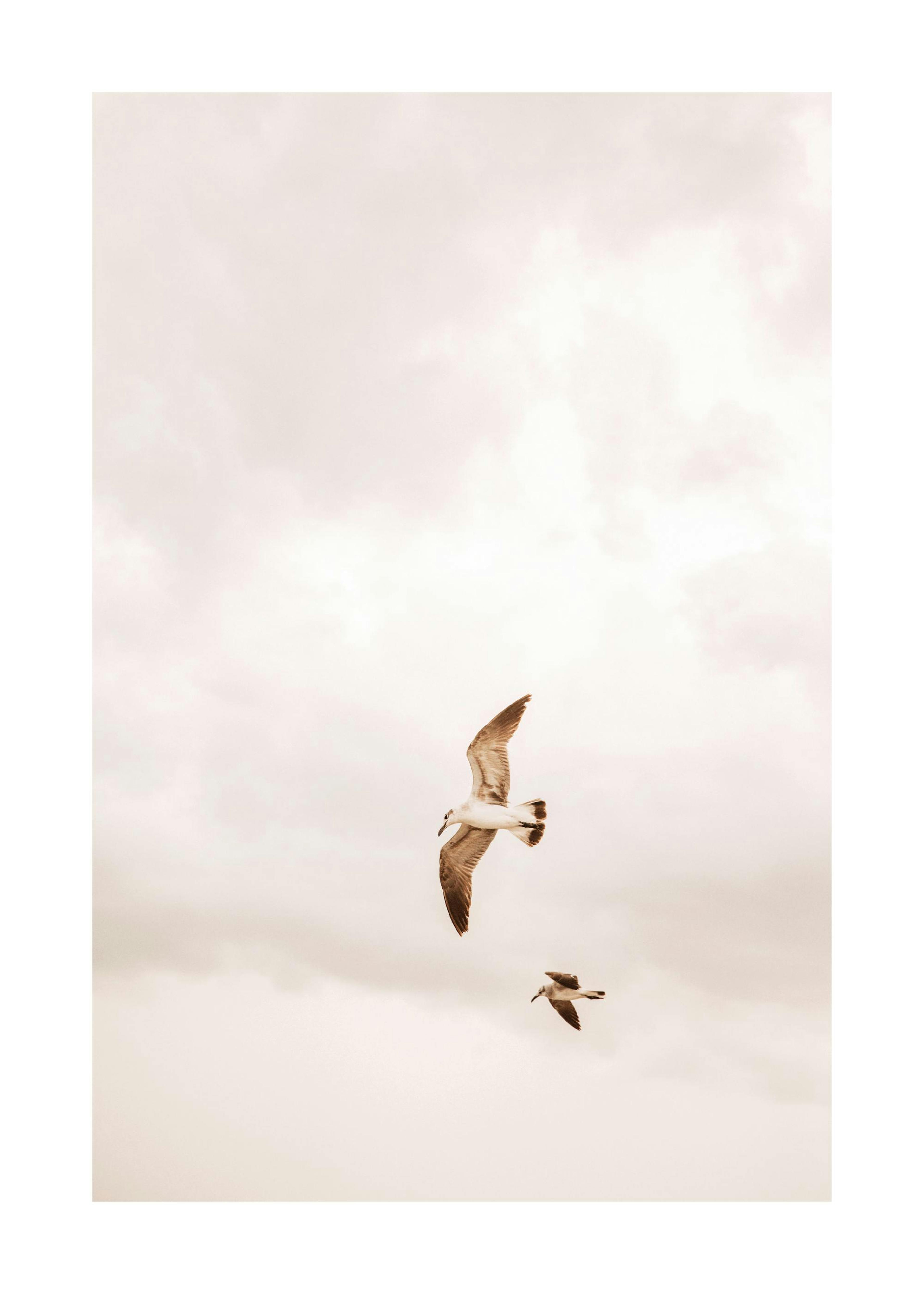 Flying Birds Poster 0