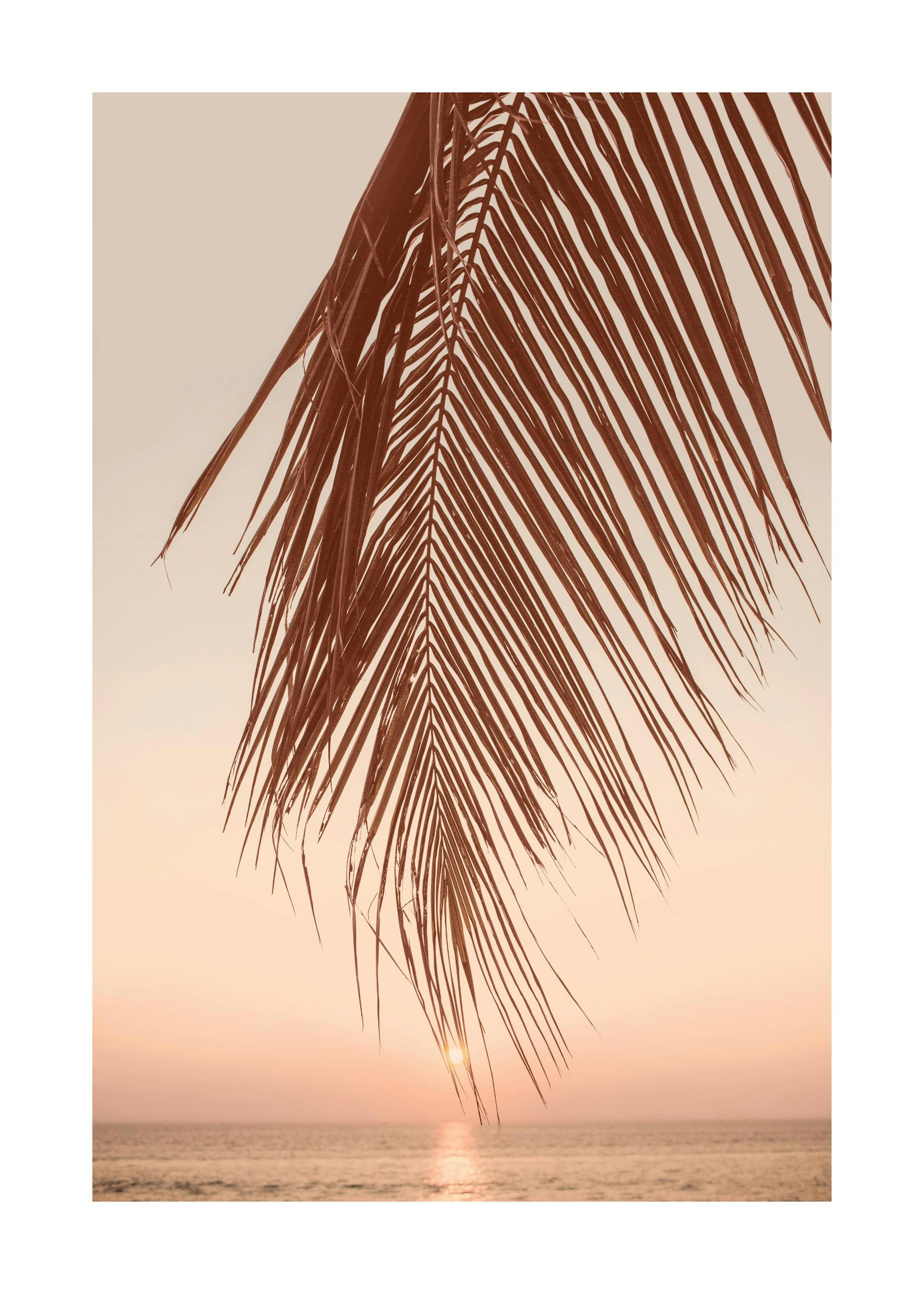 Sunset Palm Plakat 0