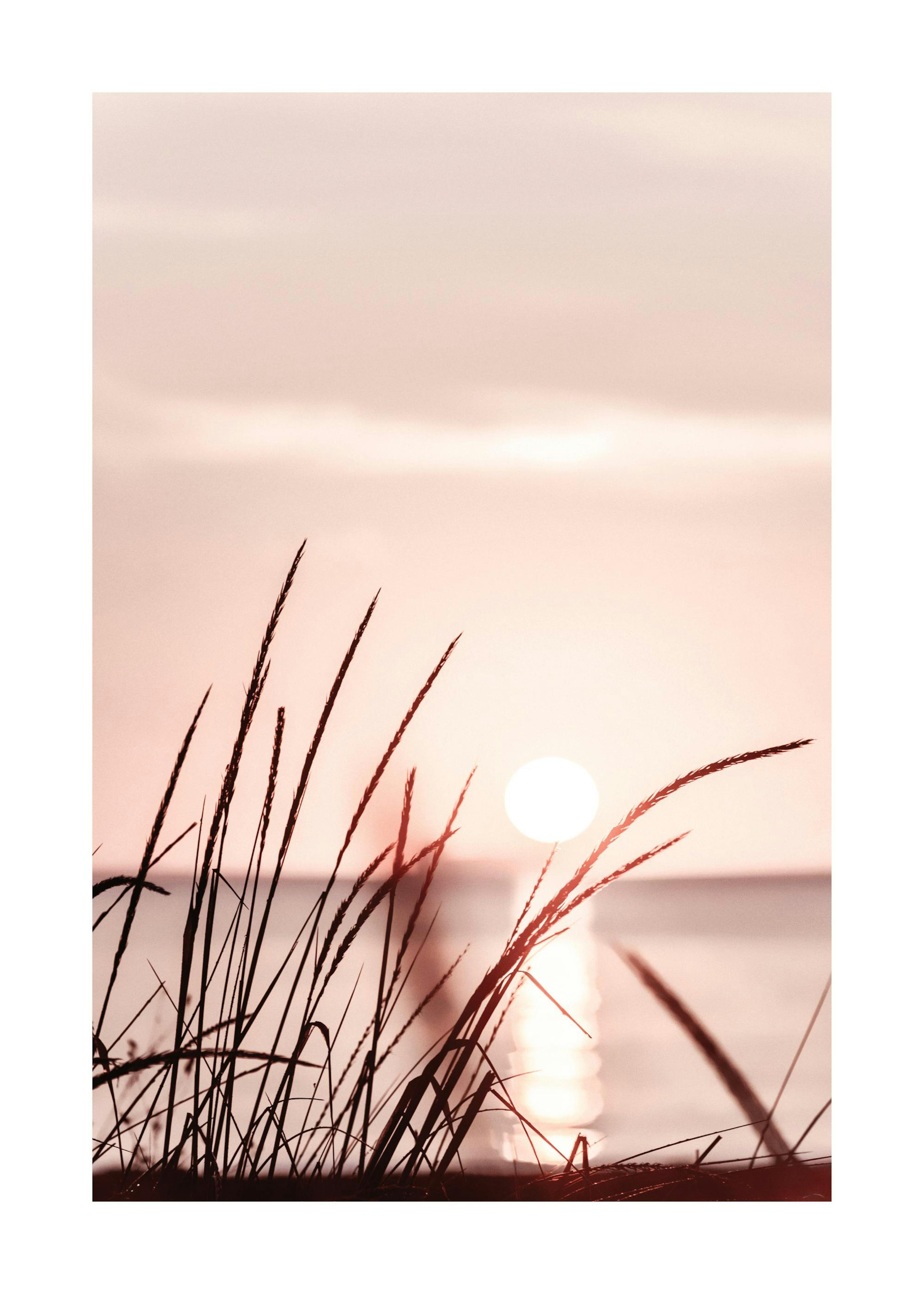 Sunset Grass Plakat 0