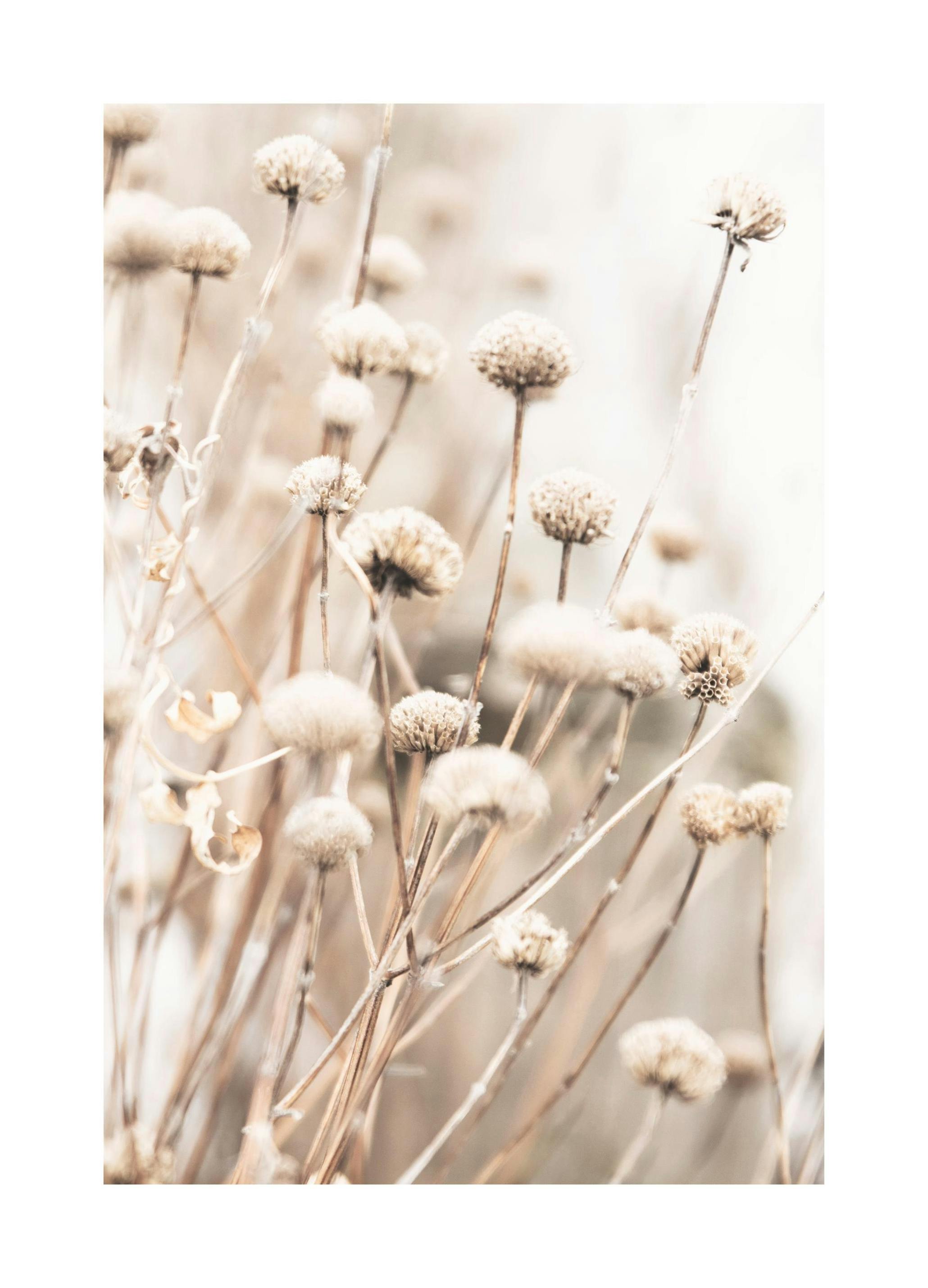 Delicate Dry Flowers Plakat (50x70 cm) - Plakater > Botaniske plakater > Blomsterplakater