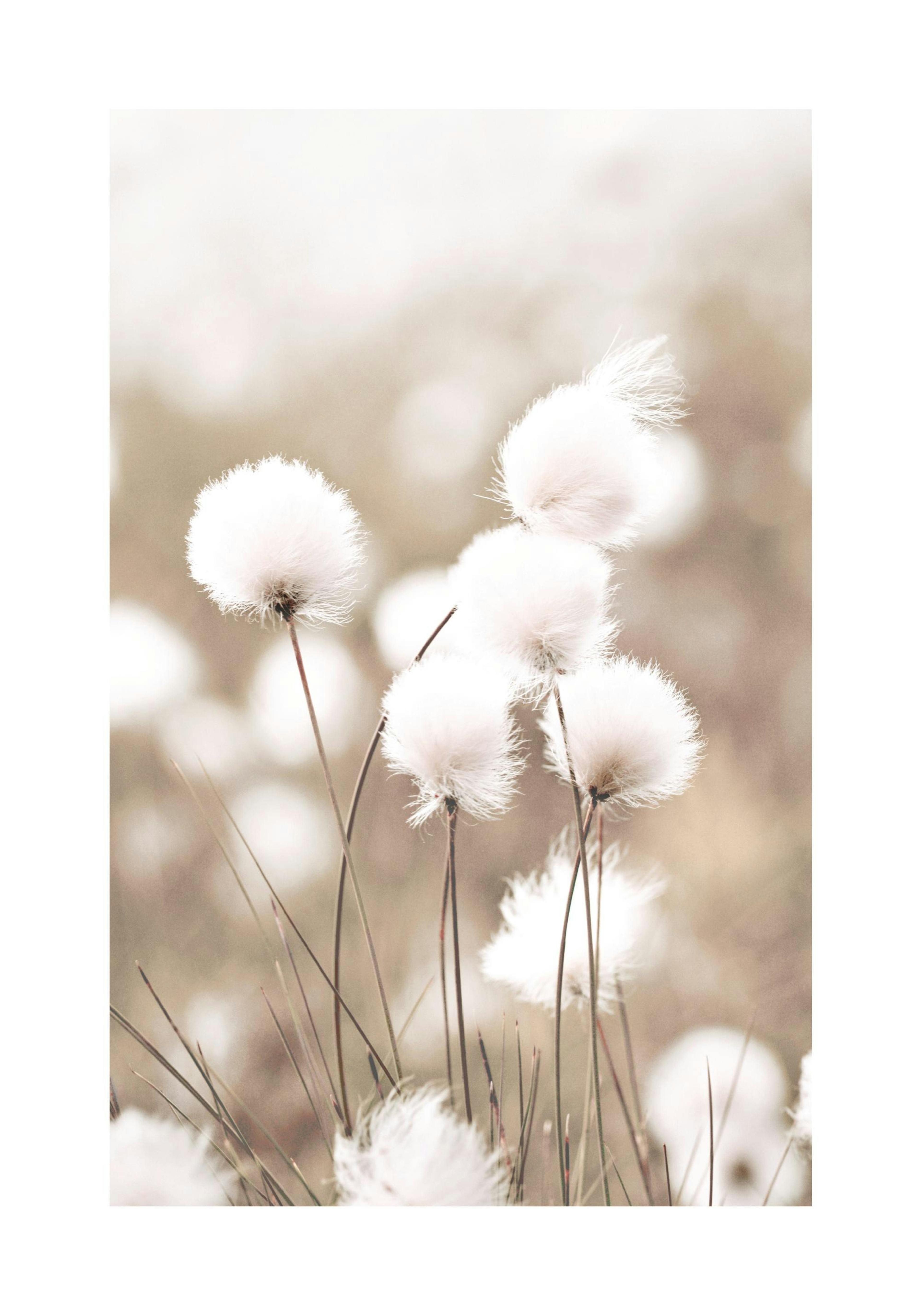 Cottongrass 포스터