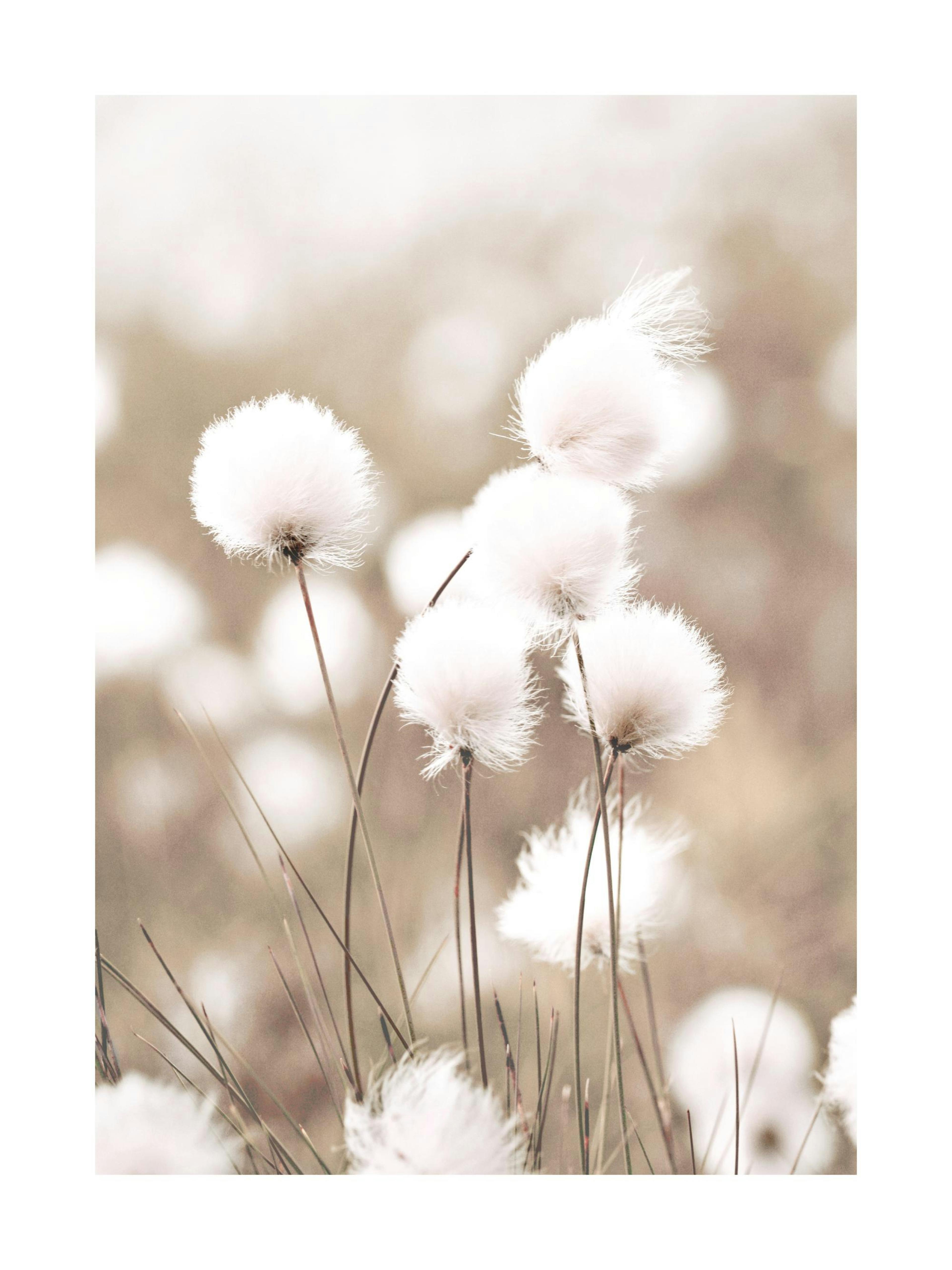 Cottongrass Poster 0