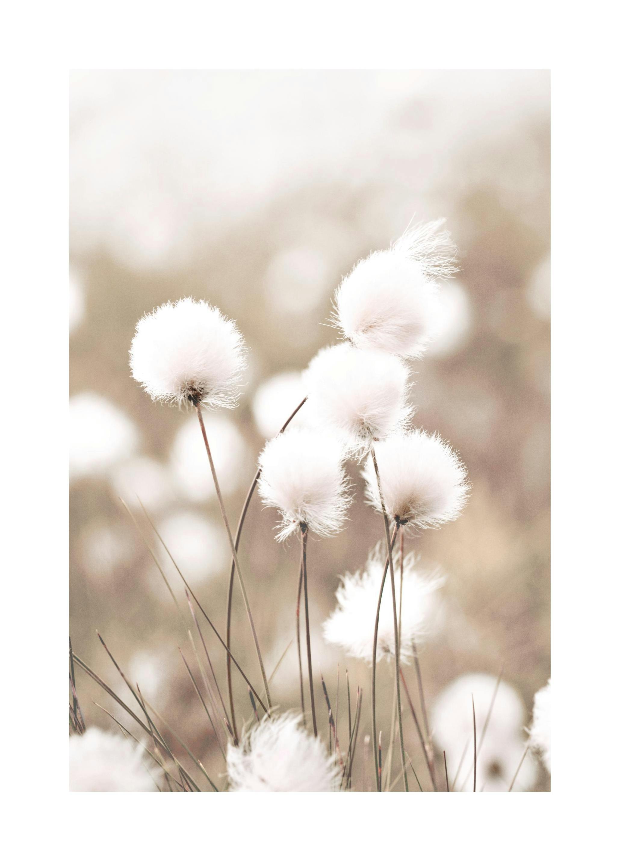 Prints - Cottongrass Print (40x50 cm) - Botanical prints
