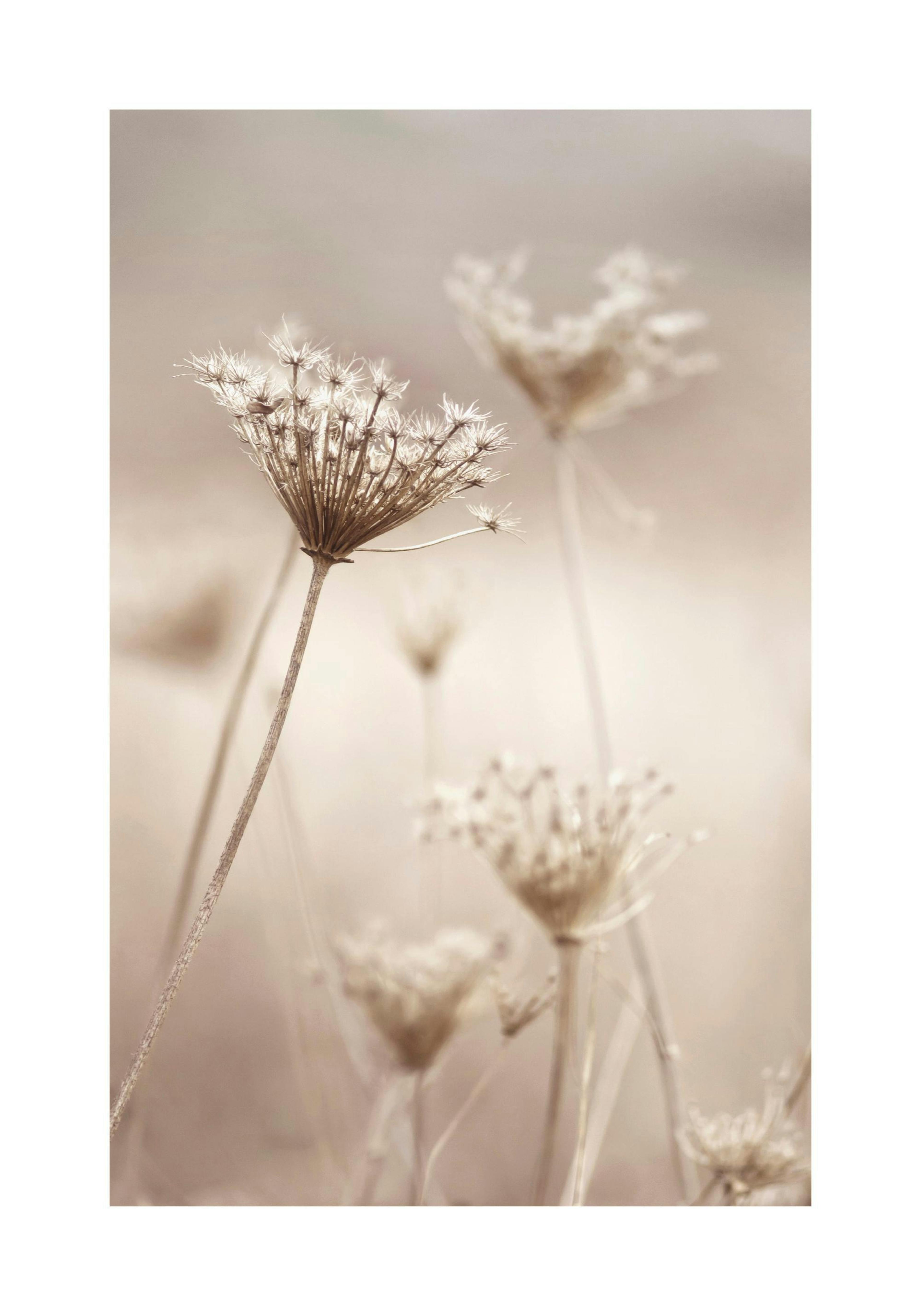 Wildflowers in Beige Print