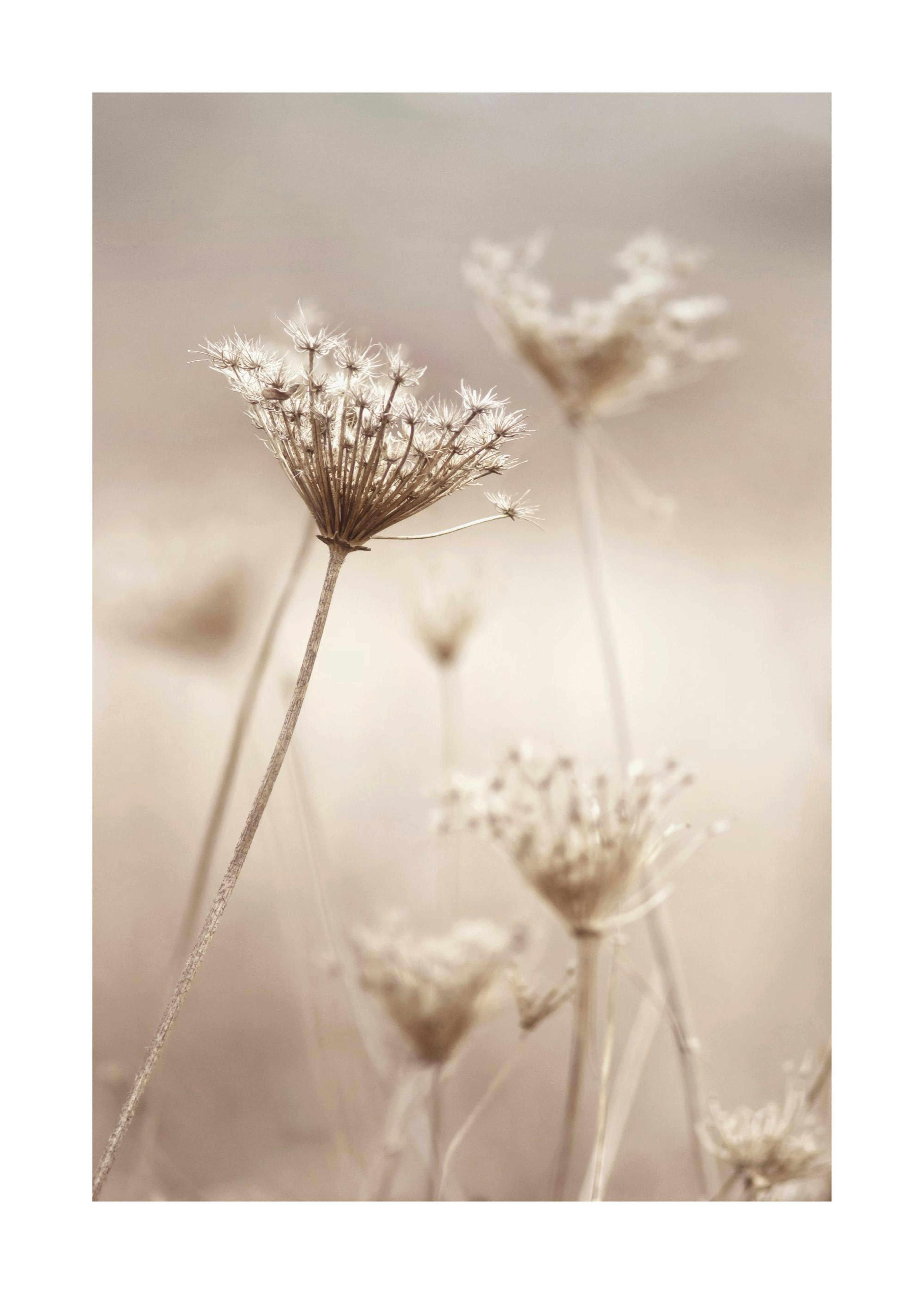 Wildflowers in Beige Plakat 0