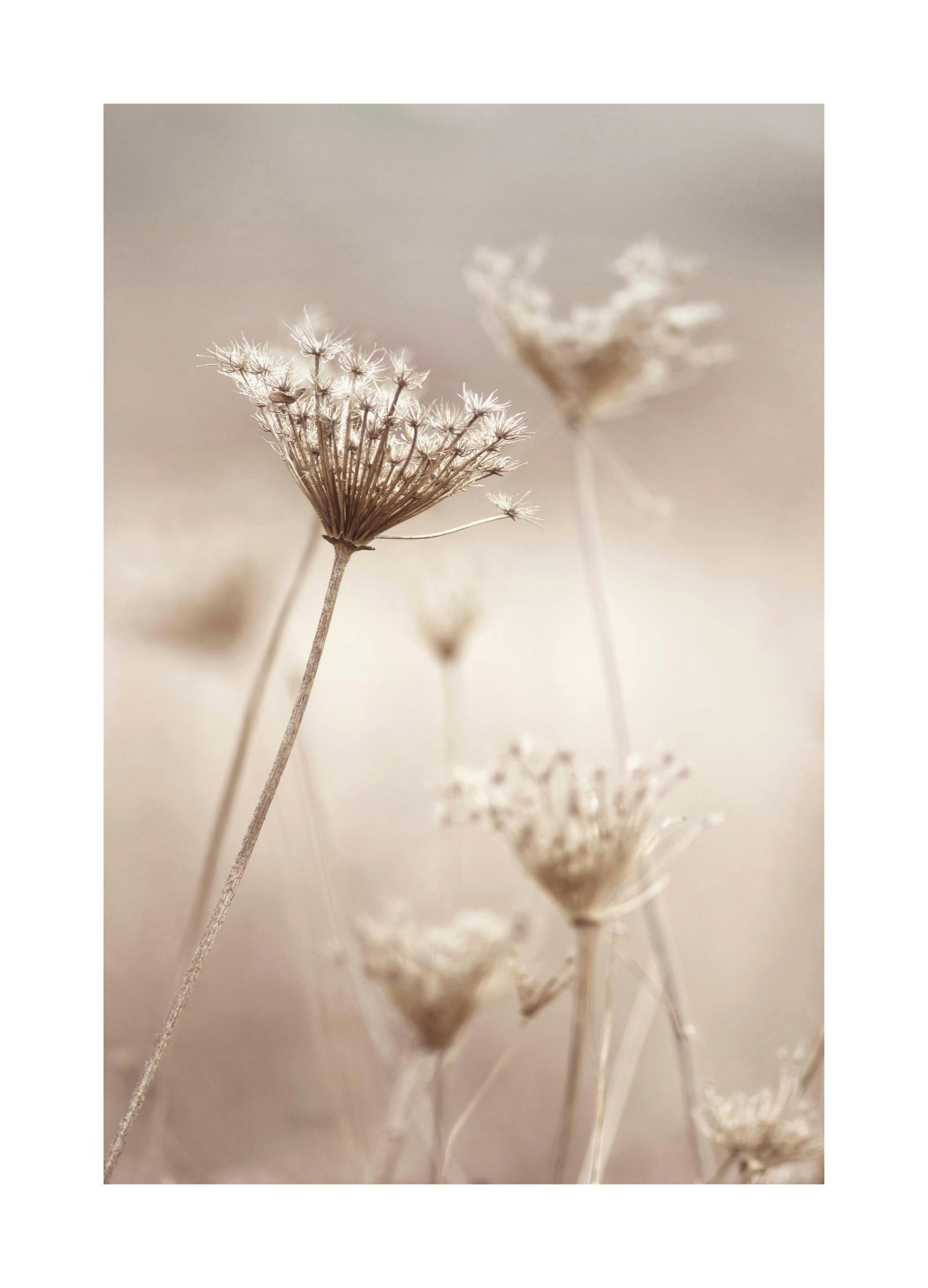 Wildflowers in Beige Plakat (30x40 cm) - Plakater > Botaniske plakater