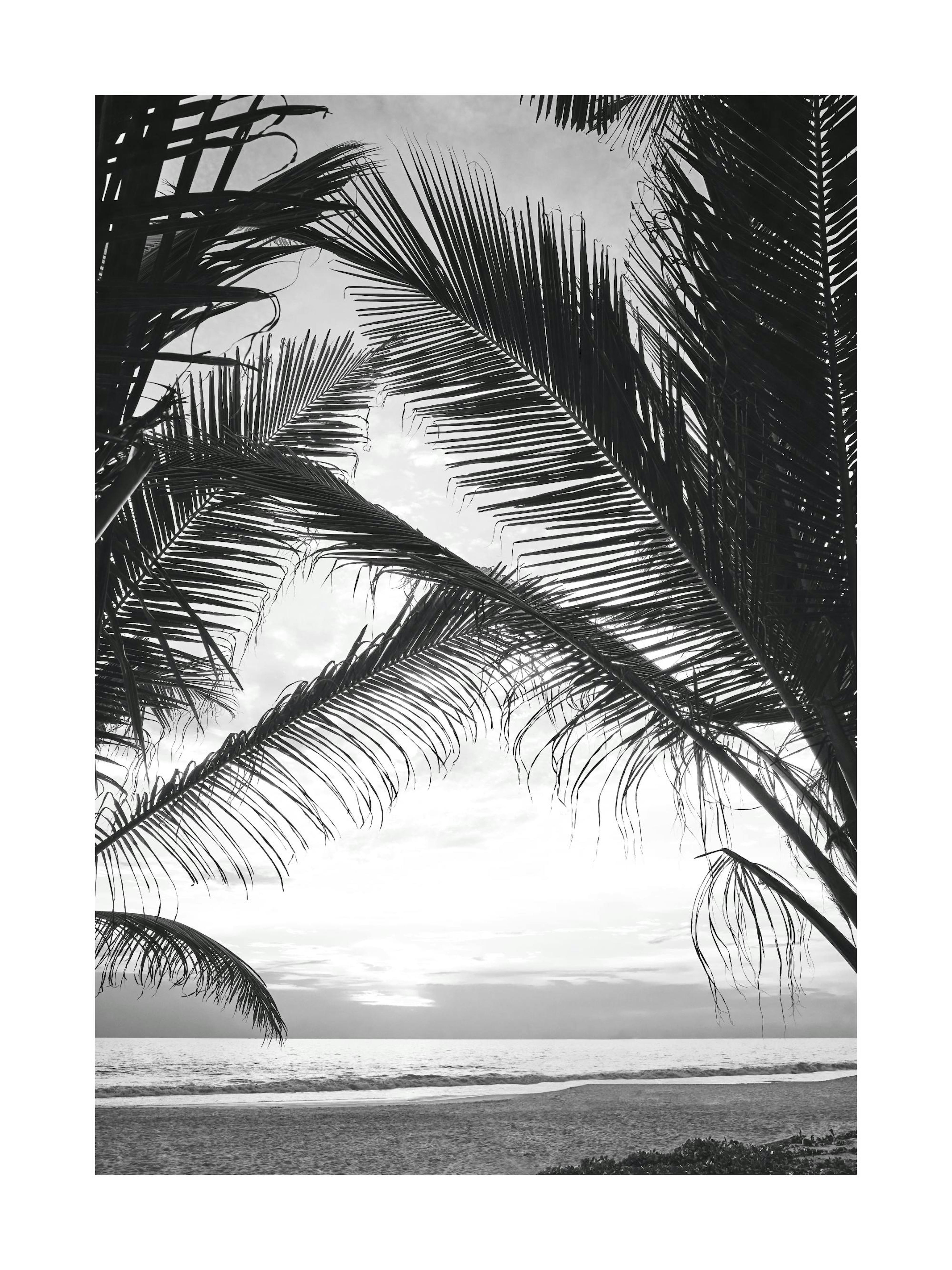 Between Palm Leafs Affiche