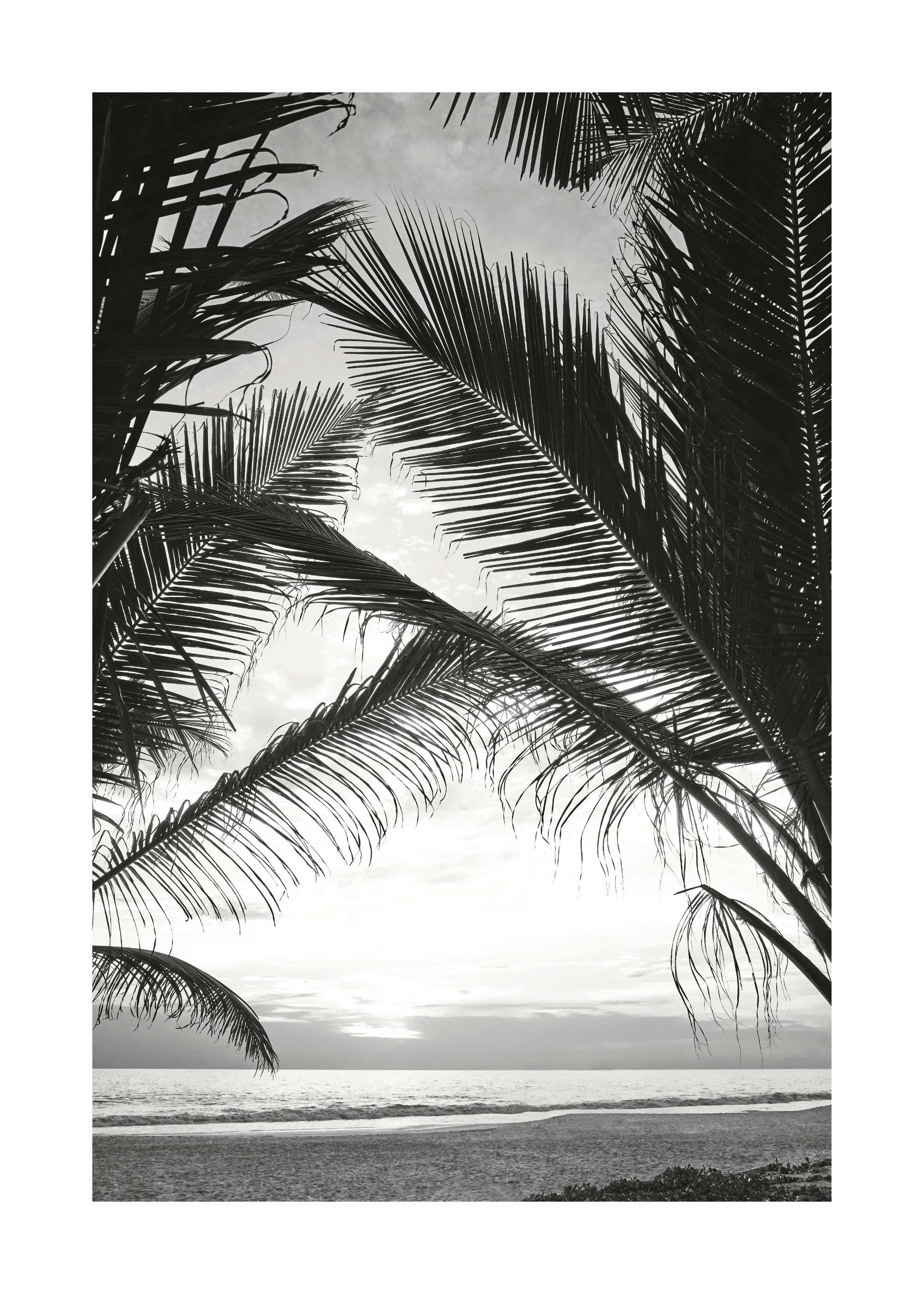 Between Palm Leafs Print 0