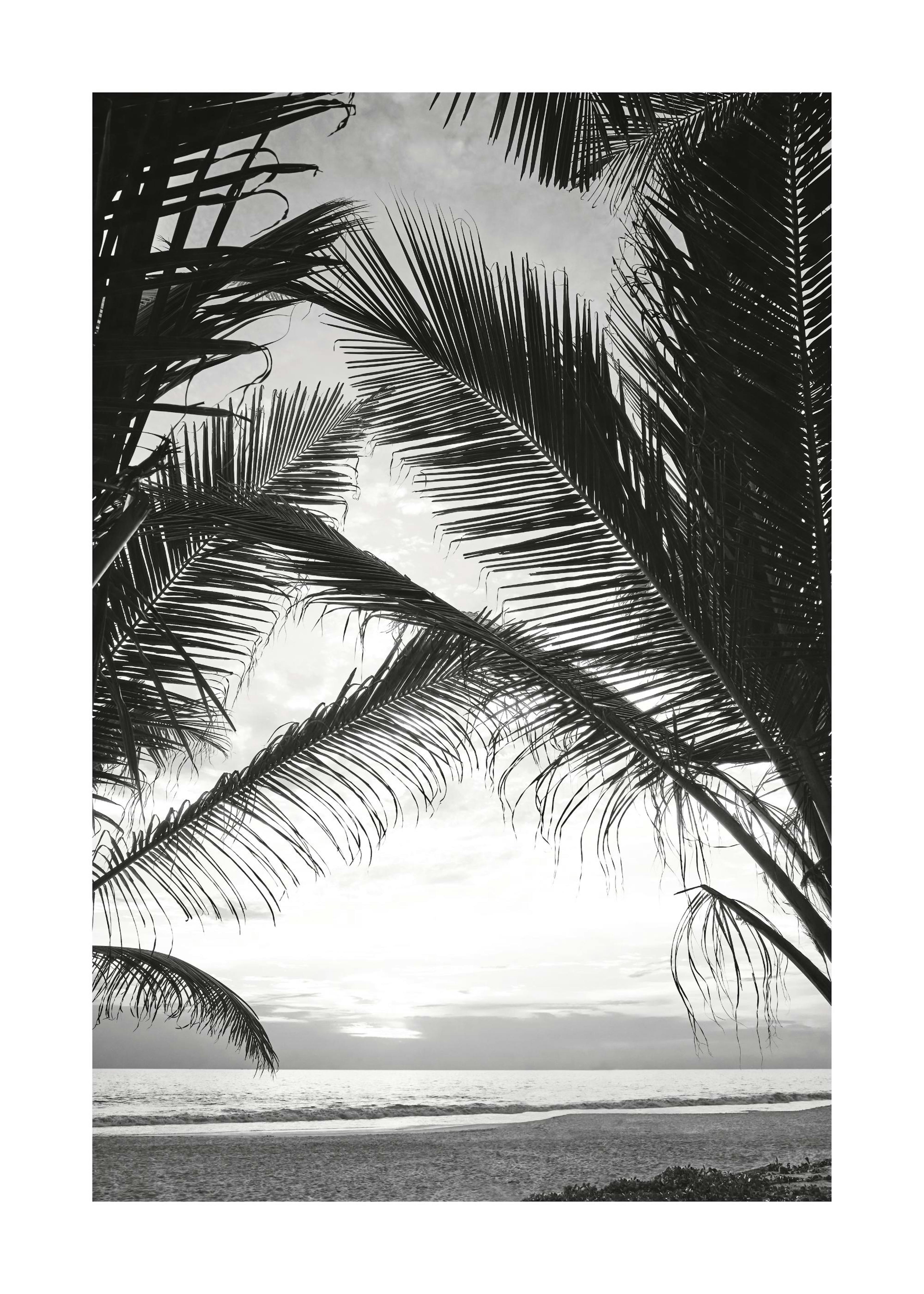 Between Palm Leafs Print 0