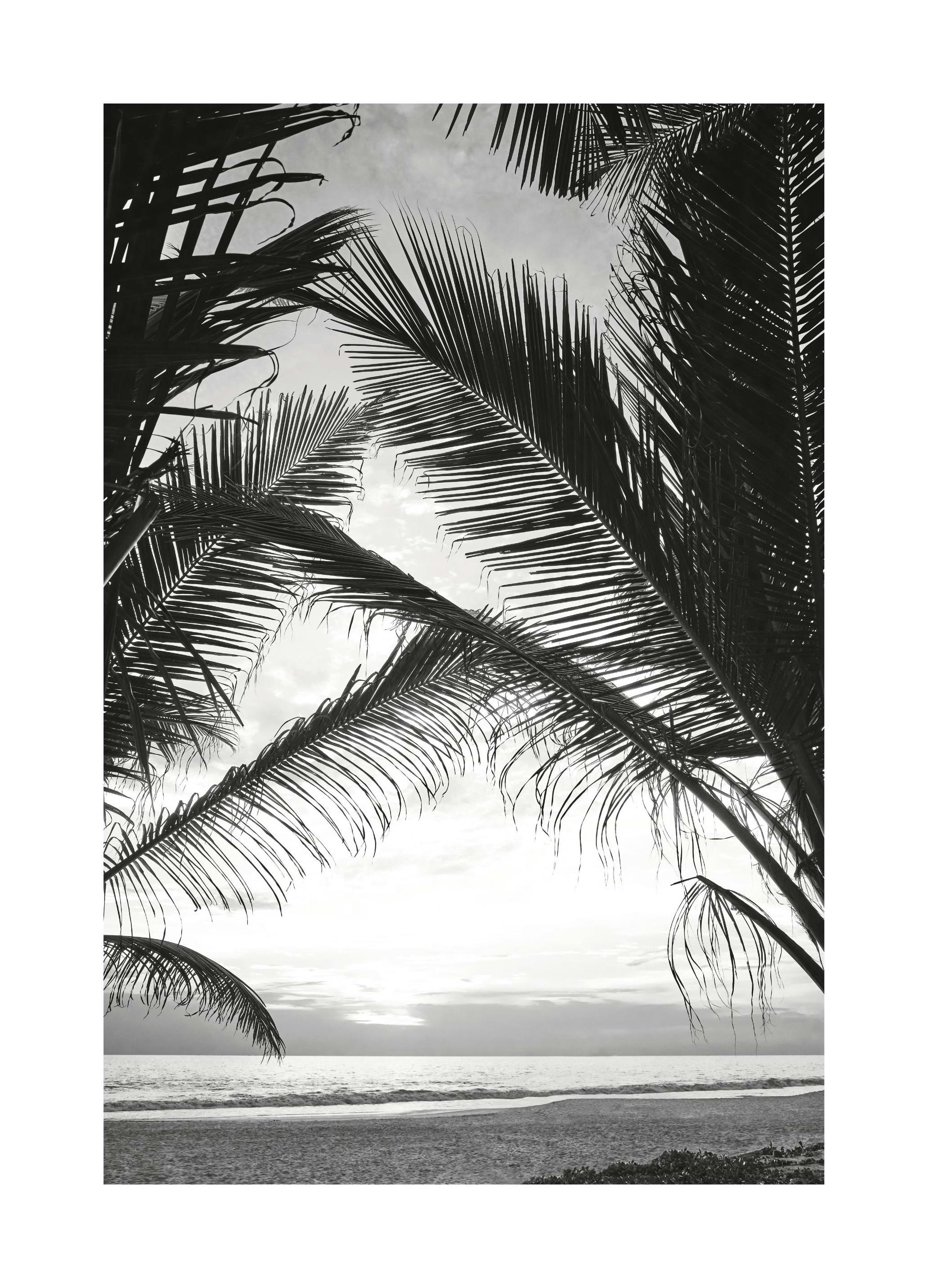 Between Palm Leafs Plakat (30x40 cm)- Czarno-białe plakaty