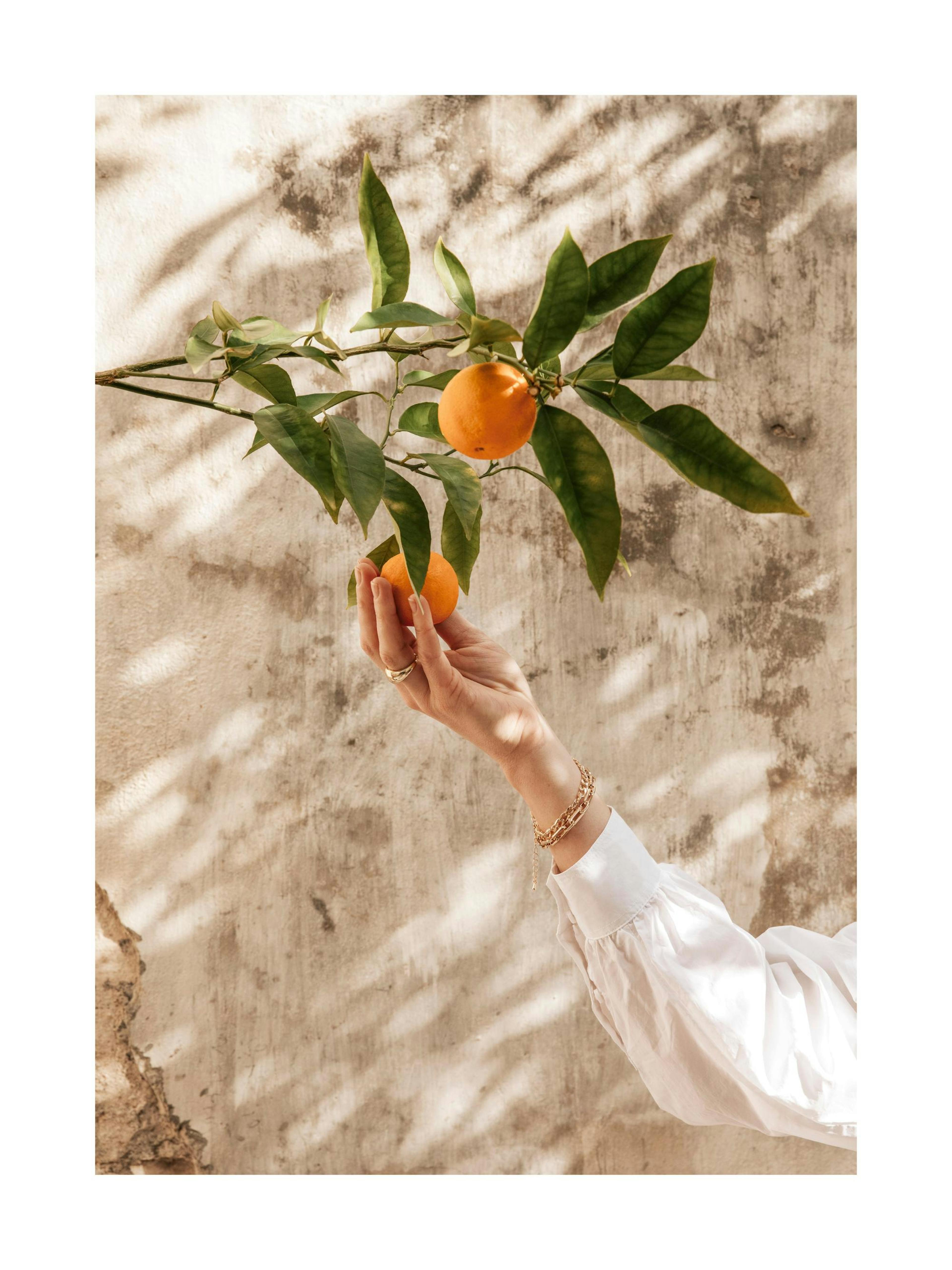 Picking Oranges Poster