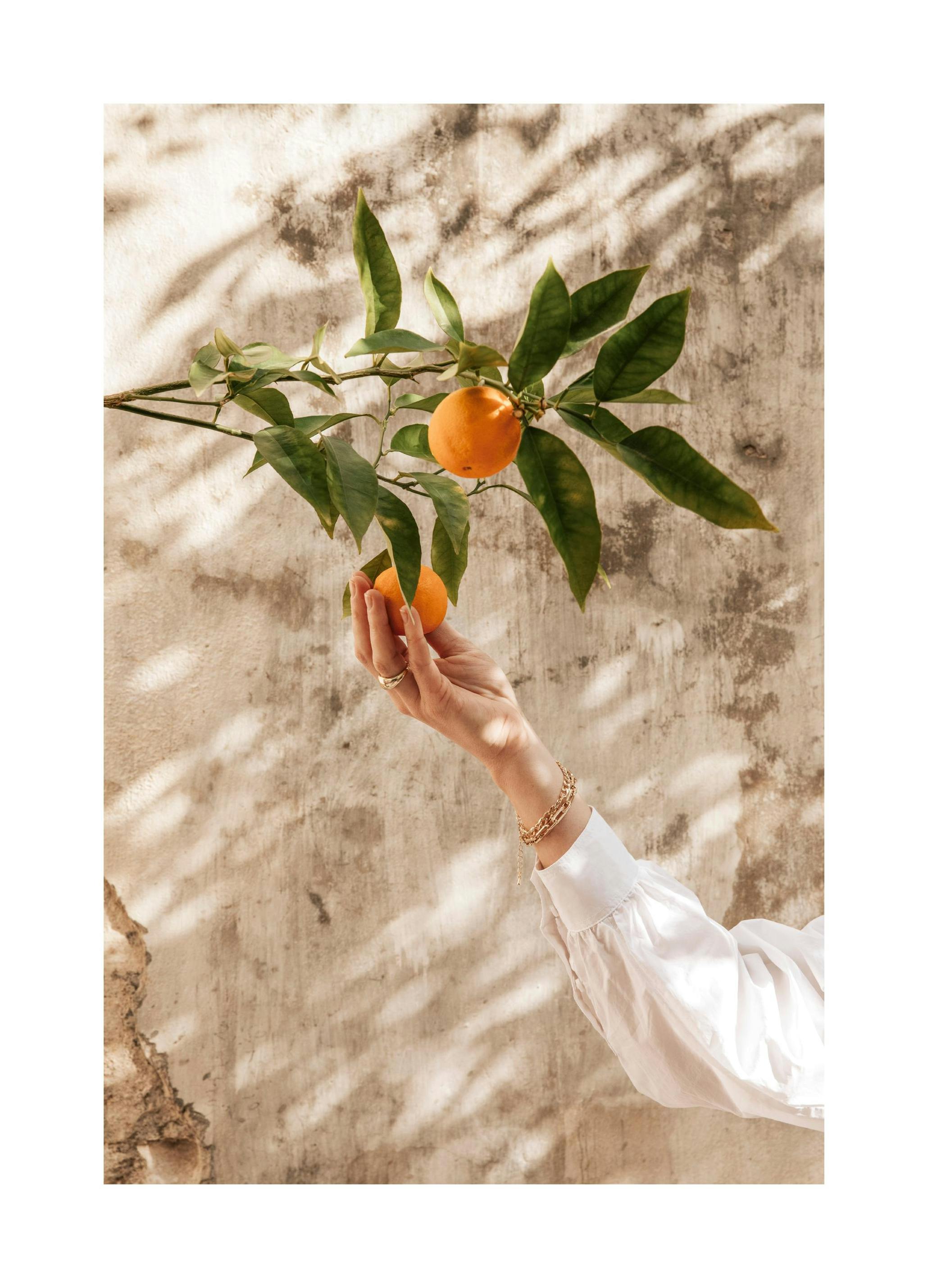 Picking Oranges Poster (50x70 cm) -  Fotografien