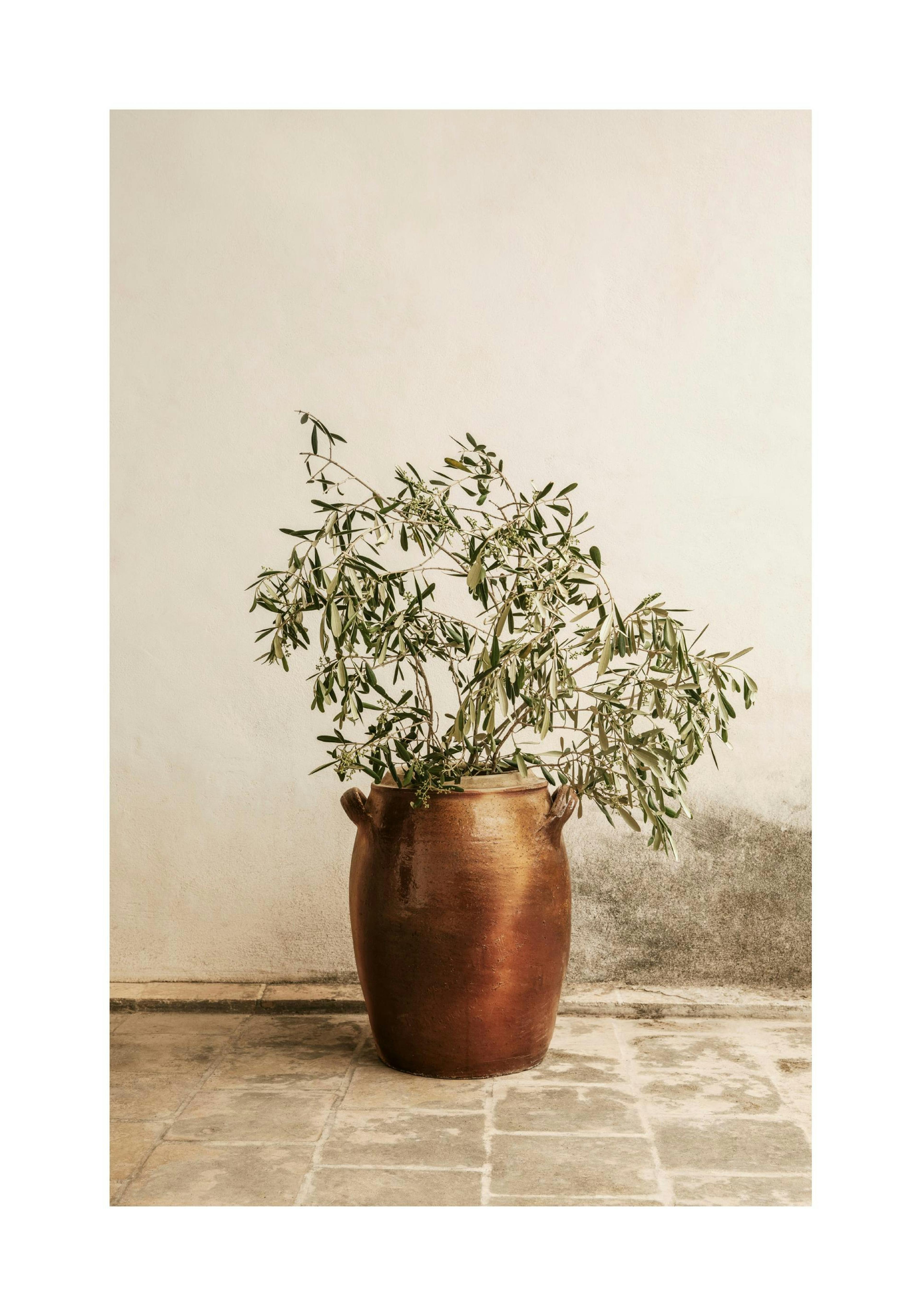 Rustic Olive Branch Poster