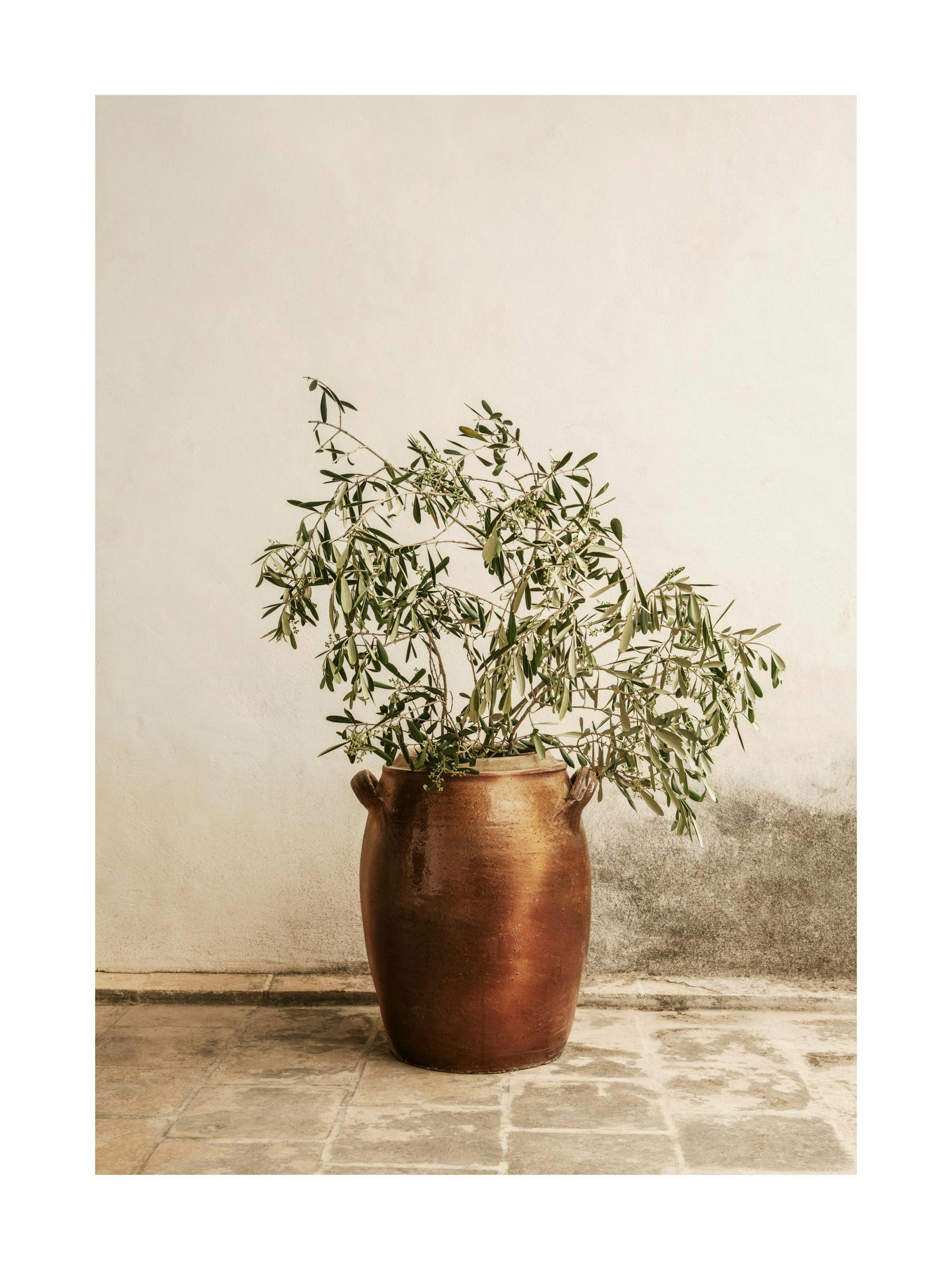Rustic Olive Branch Print 0