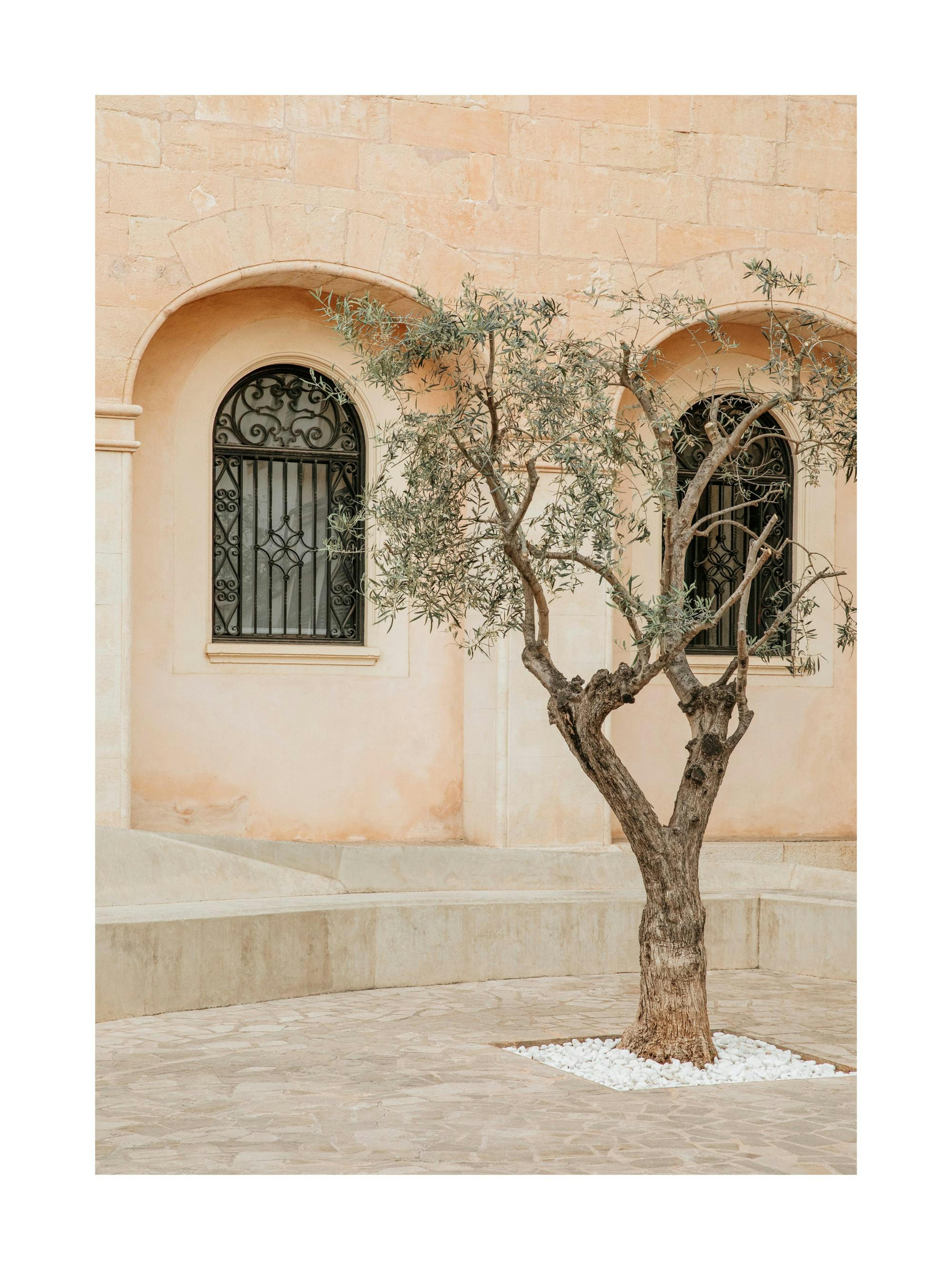Lonely Olive Tree Poster