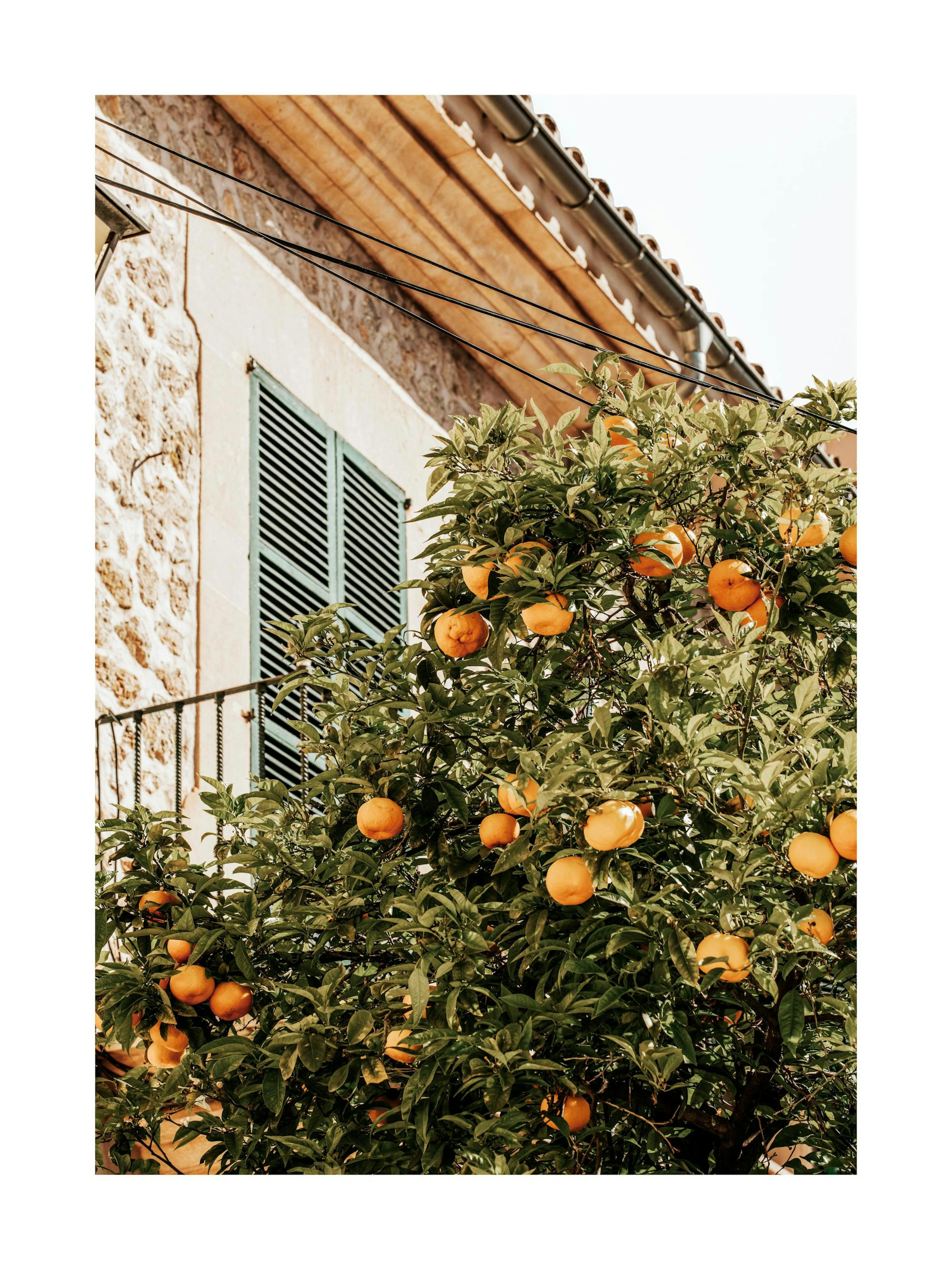 Oranges In Garden Poster