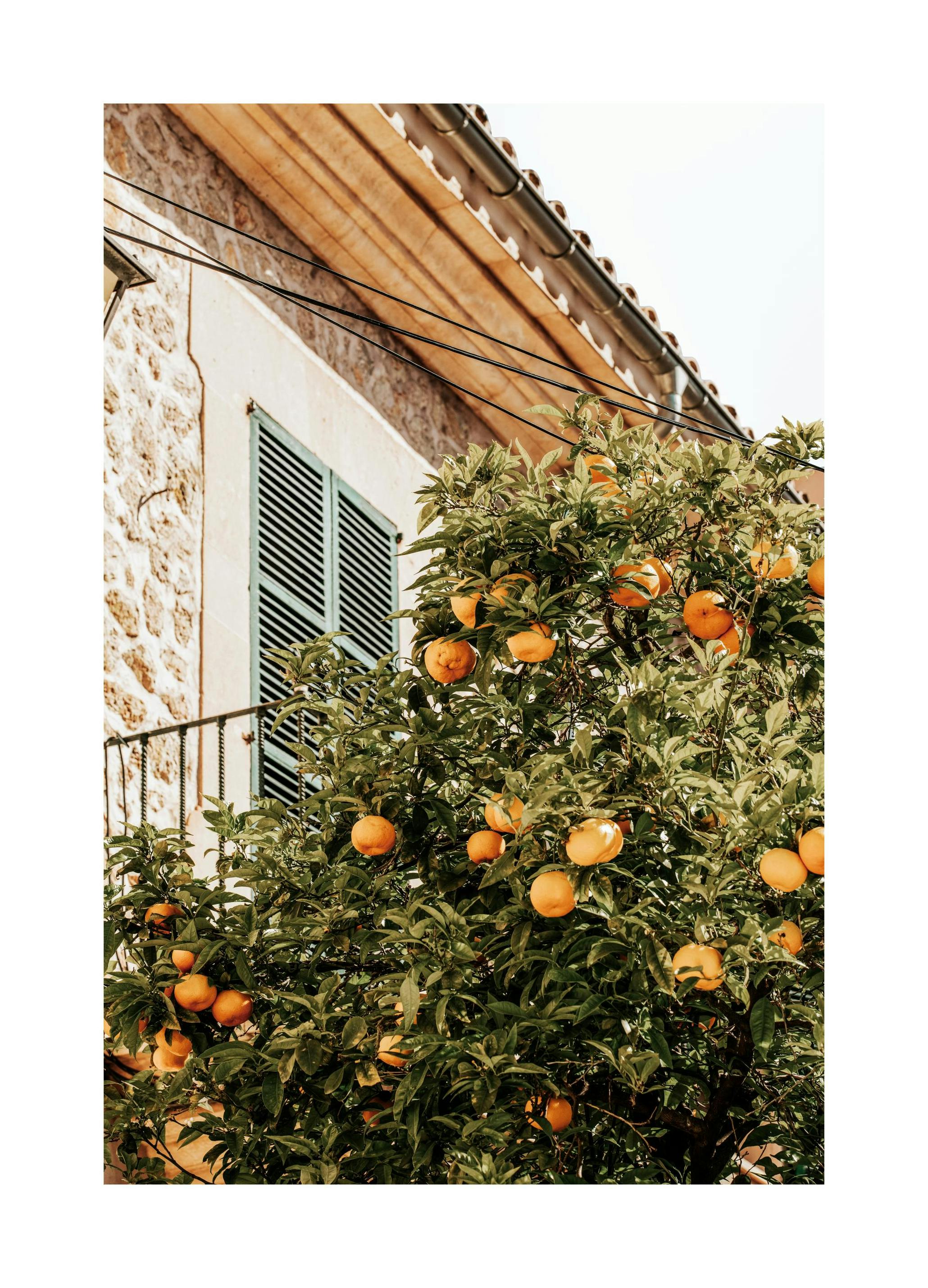 Oranges In Garden Poster (30x40 cm) - Plakater > Botaniske plakater